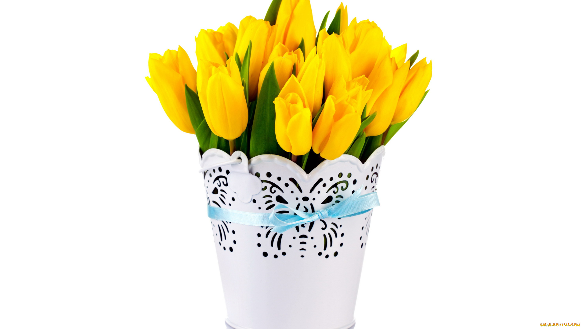 цветы, тюльпаны, желтый