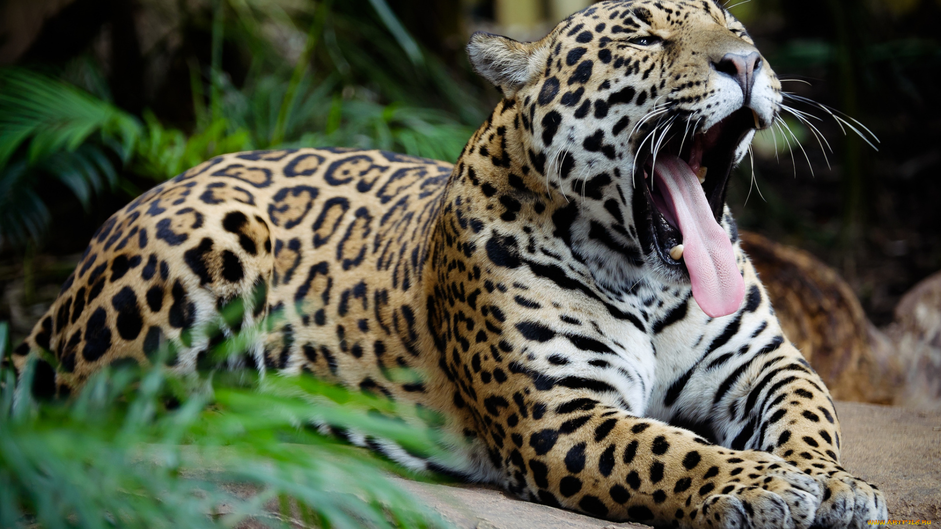 животные, леопарды, леопард, голова, пасть