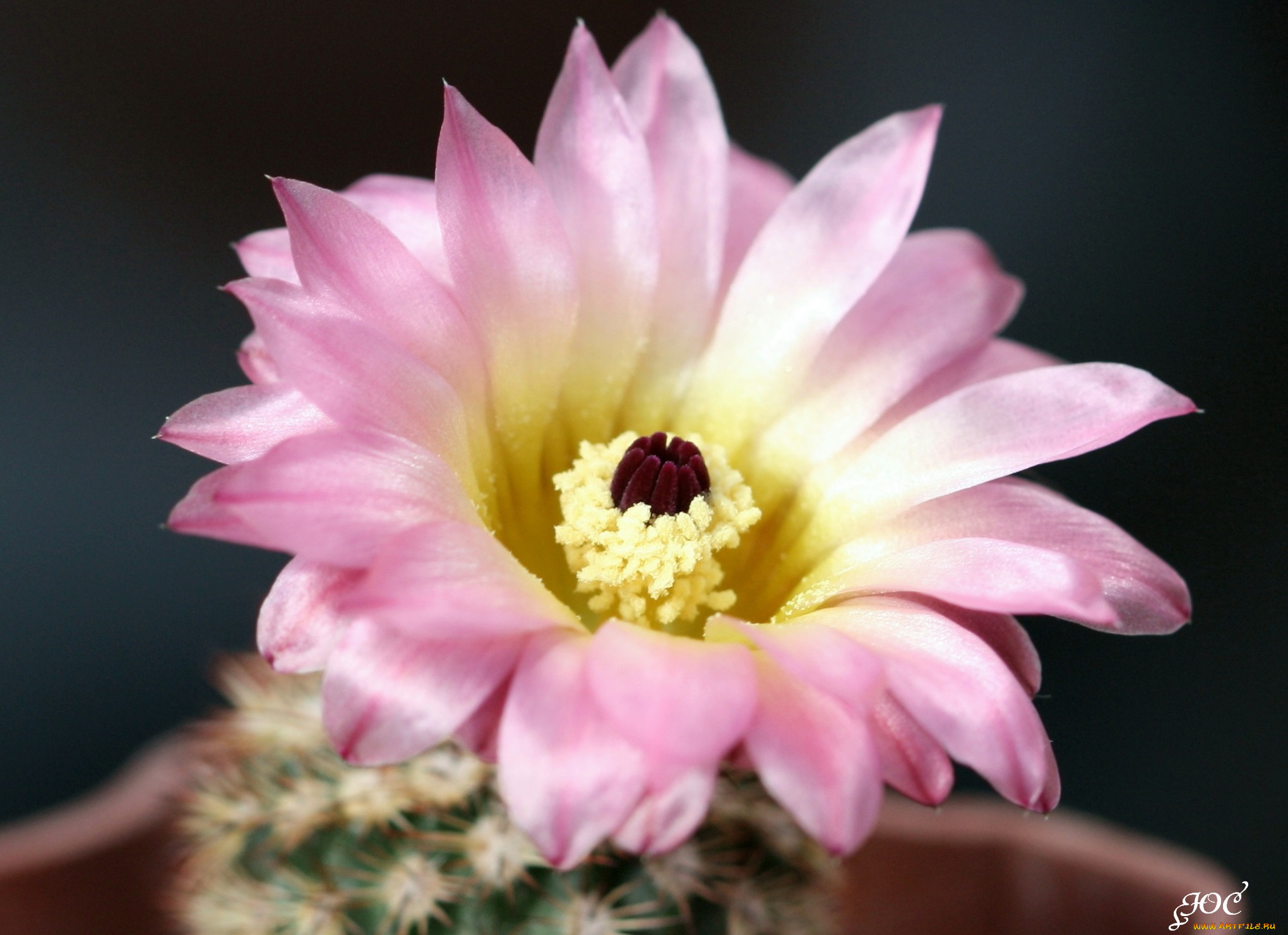 цветы, кактусы, колючки, красота, кактус