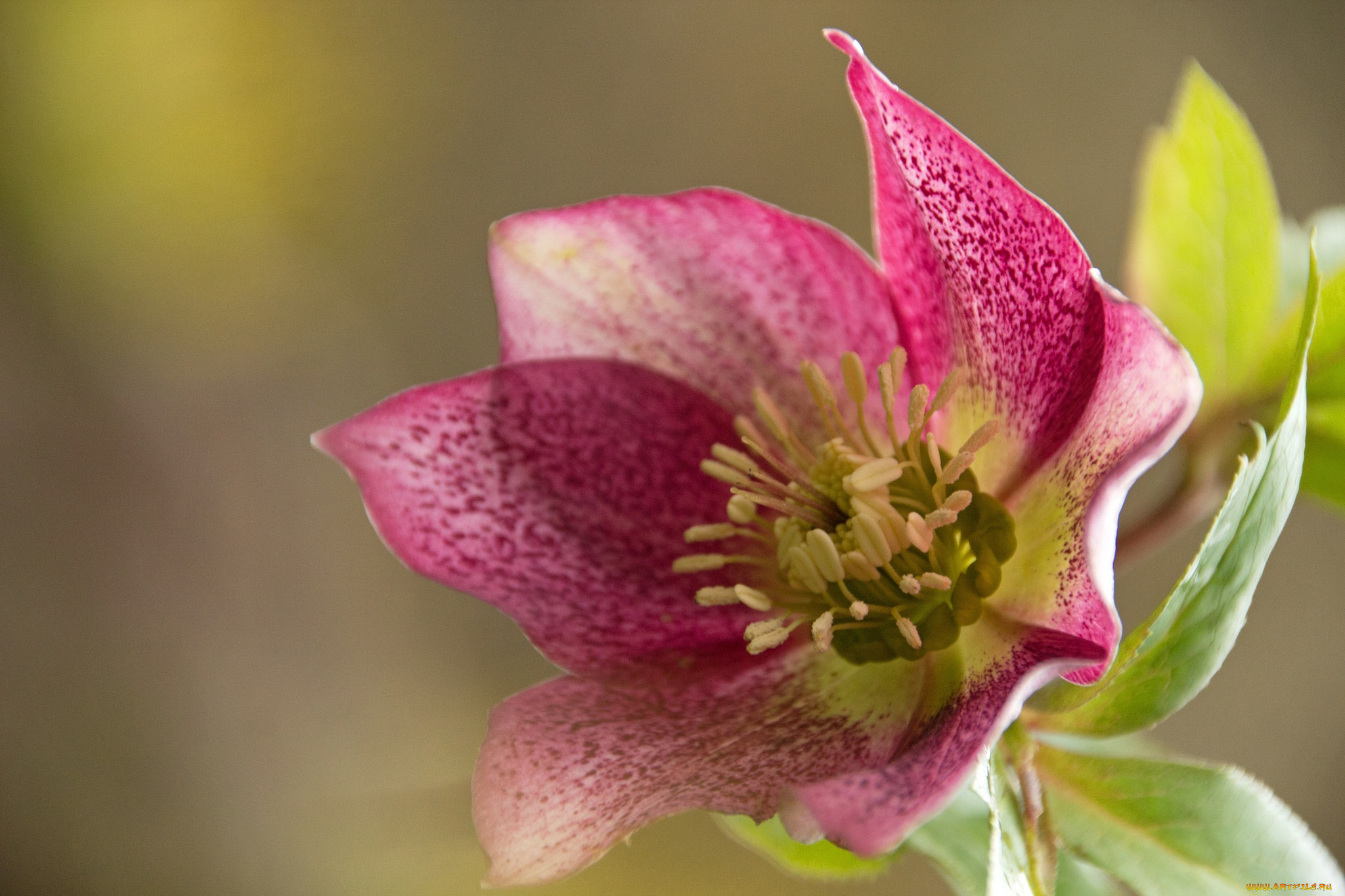цветы, розовый, цветок, фон, макро, лепестки, тычинки