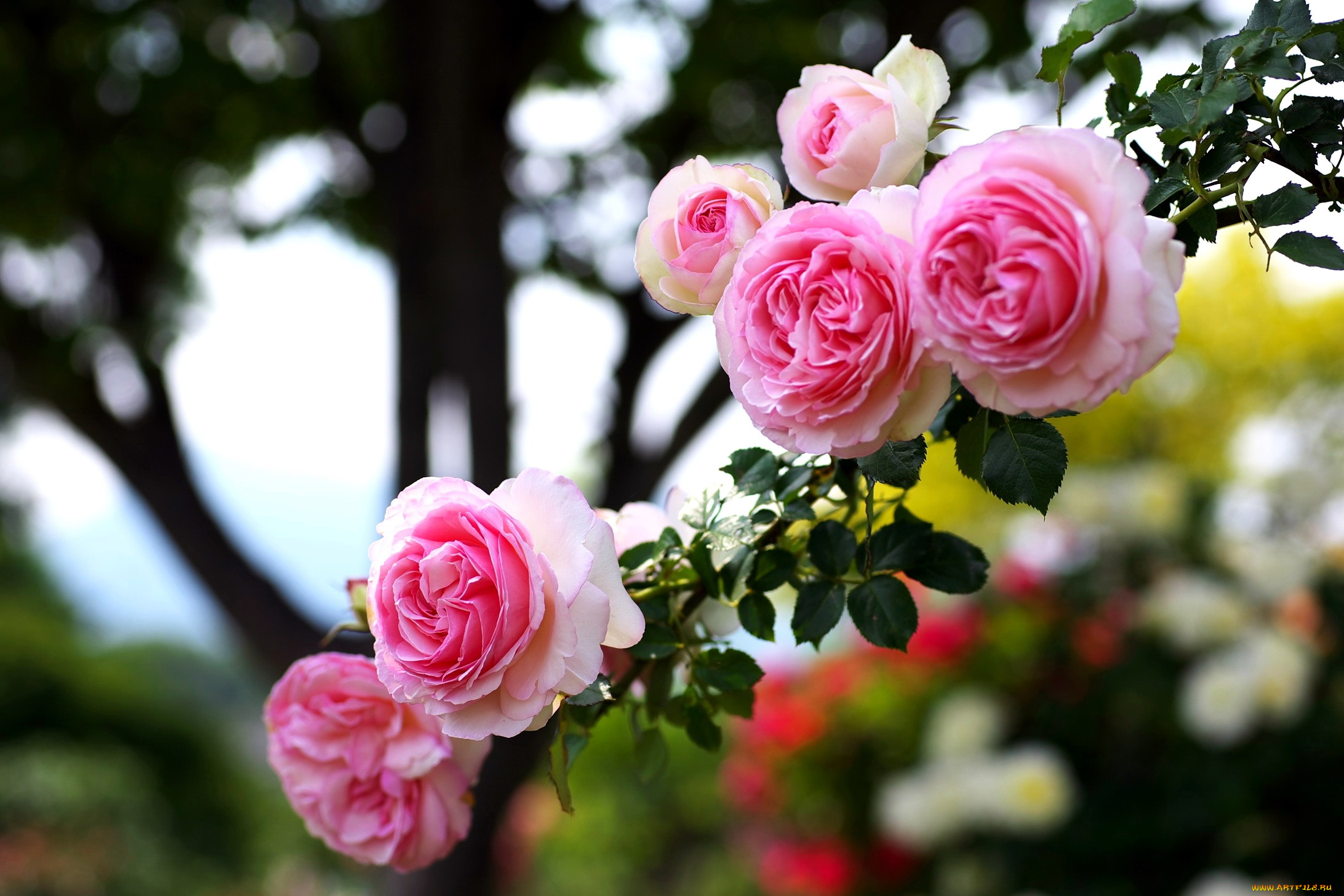 цветы, розы, ветка