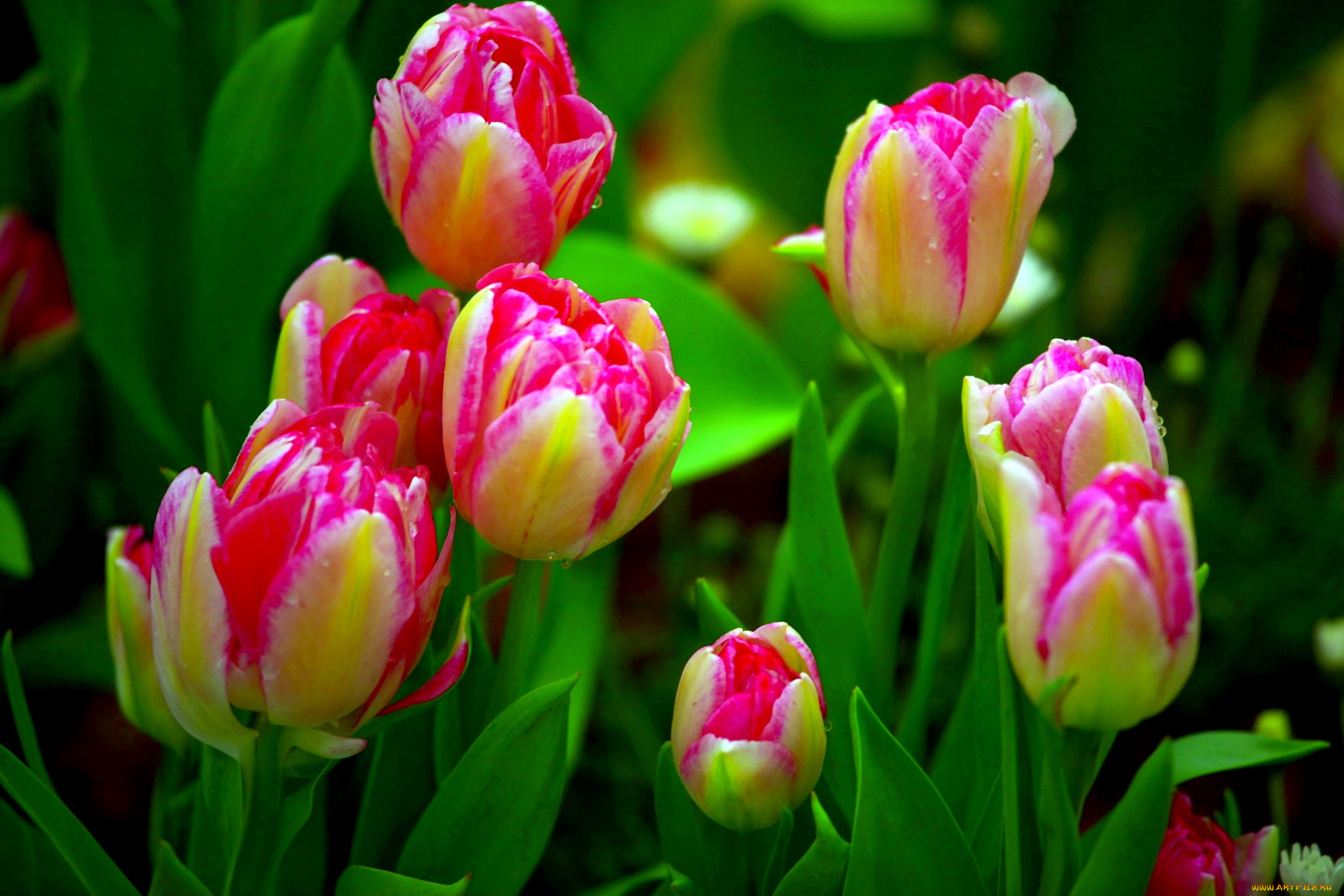 цветы, тюльпаны, бутоны