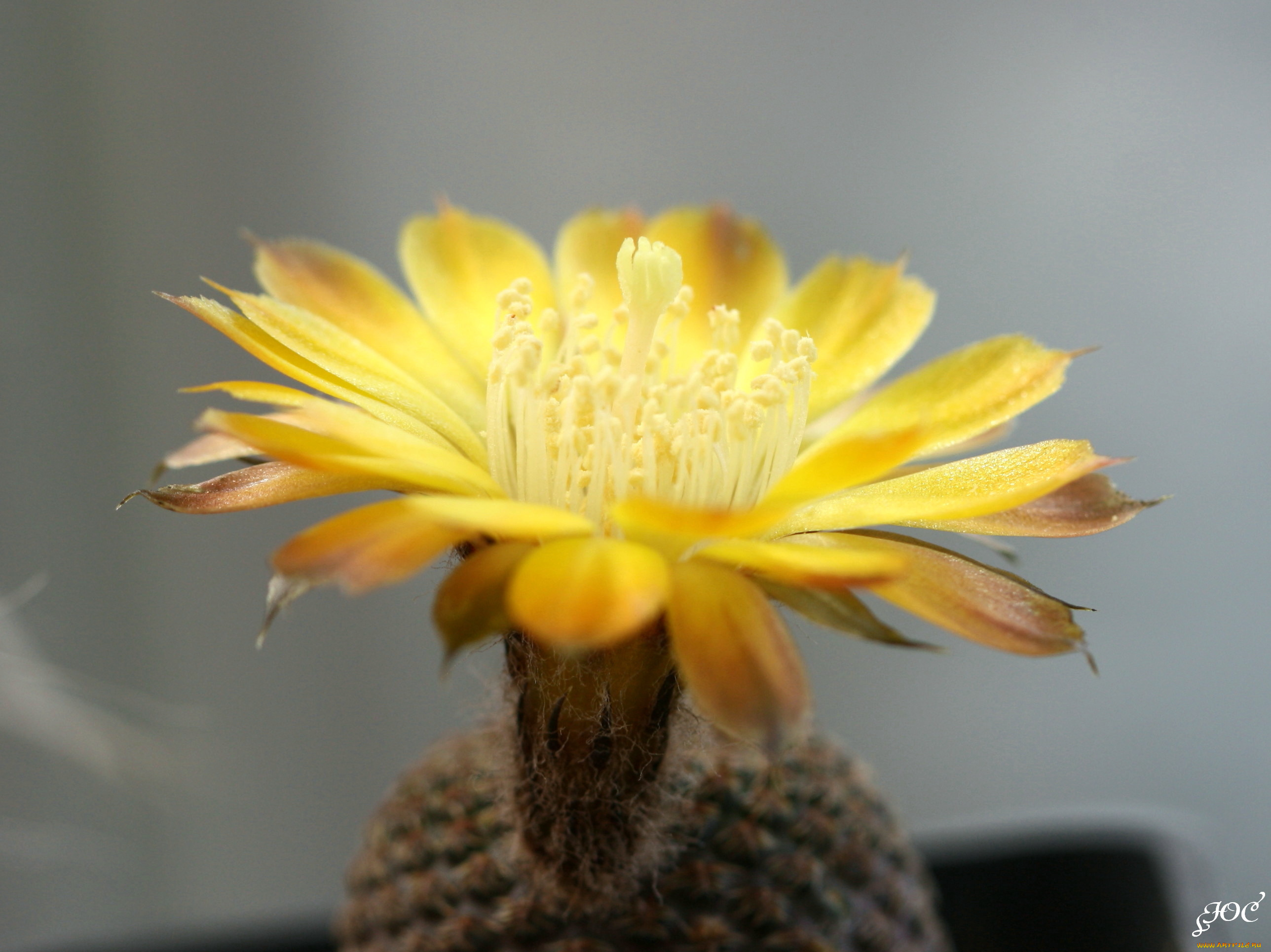 цветы, кактусы, цветение, красота, колючки, кактус, макро