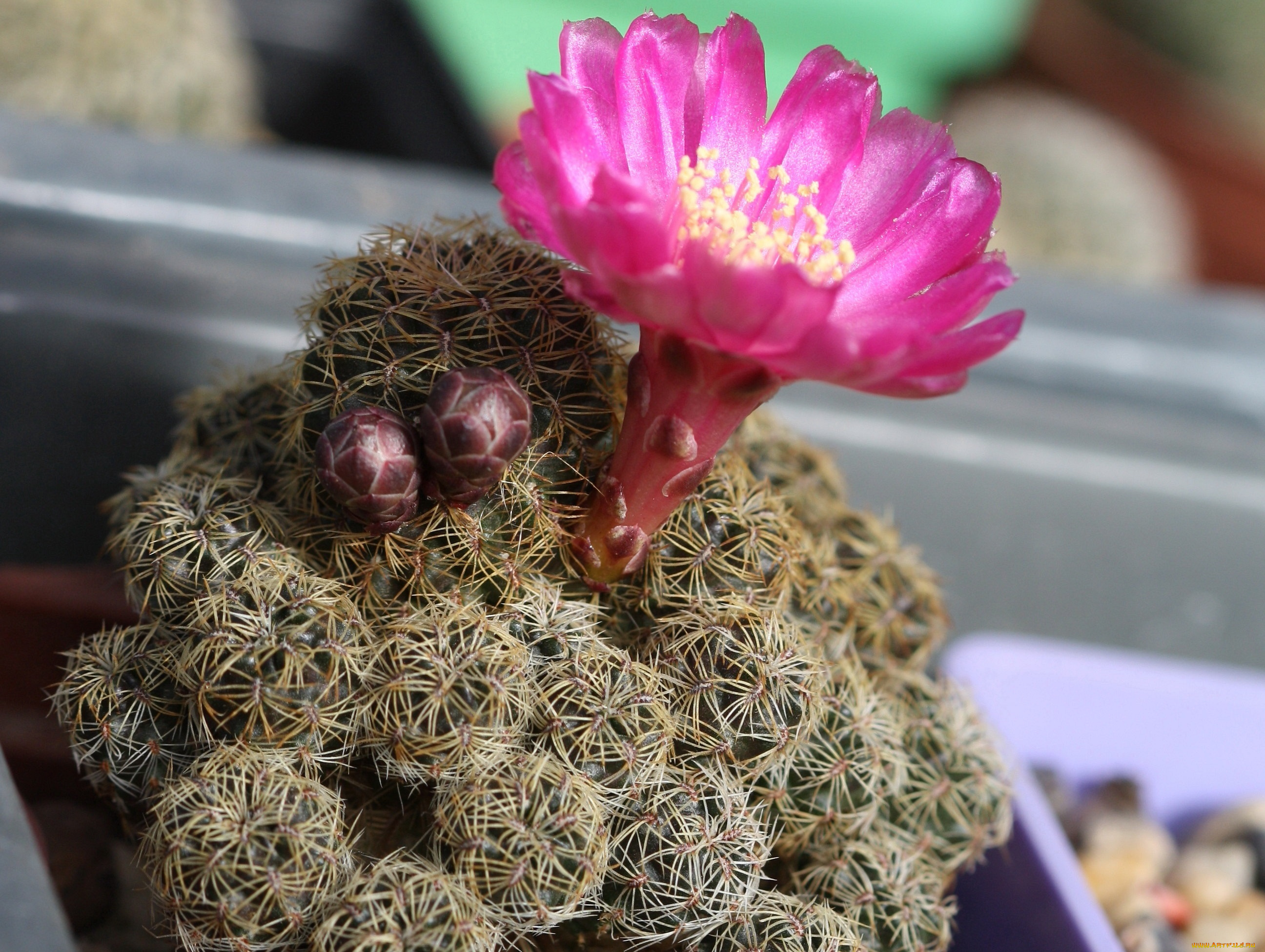 цветы, кактусы, колючки, красота, кактус