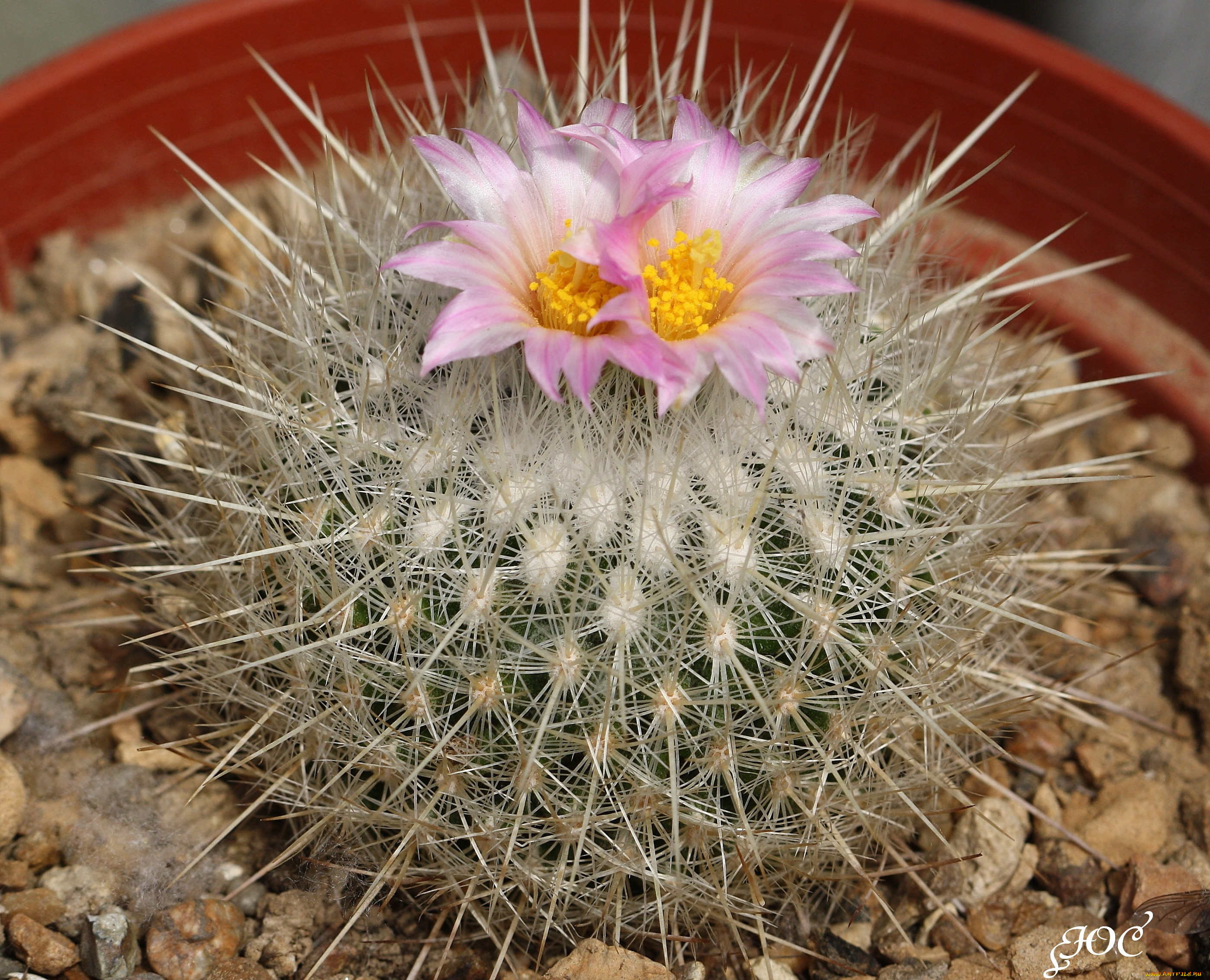 цветы, кактусы, кактус, колючки, красота