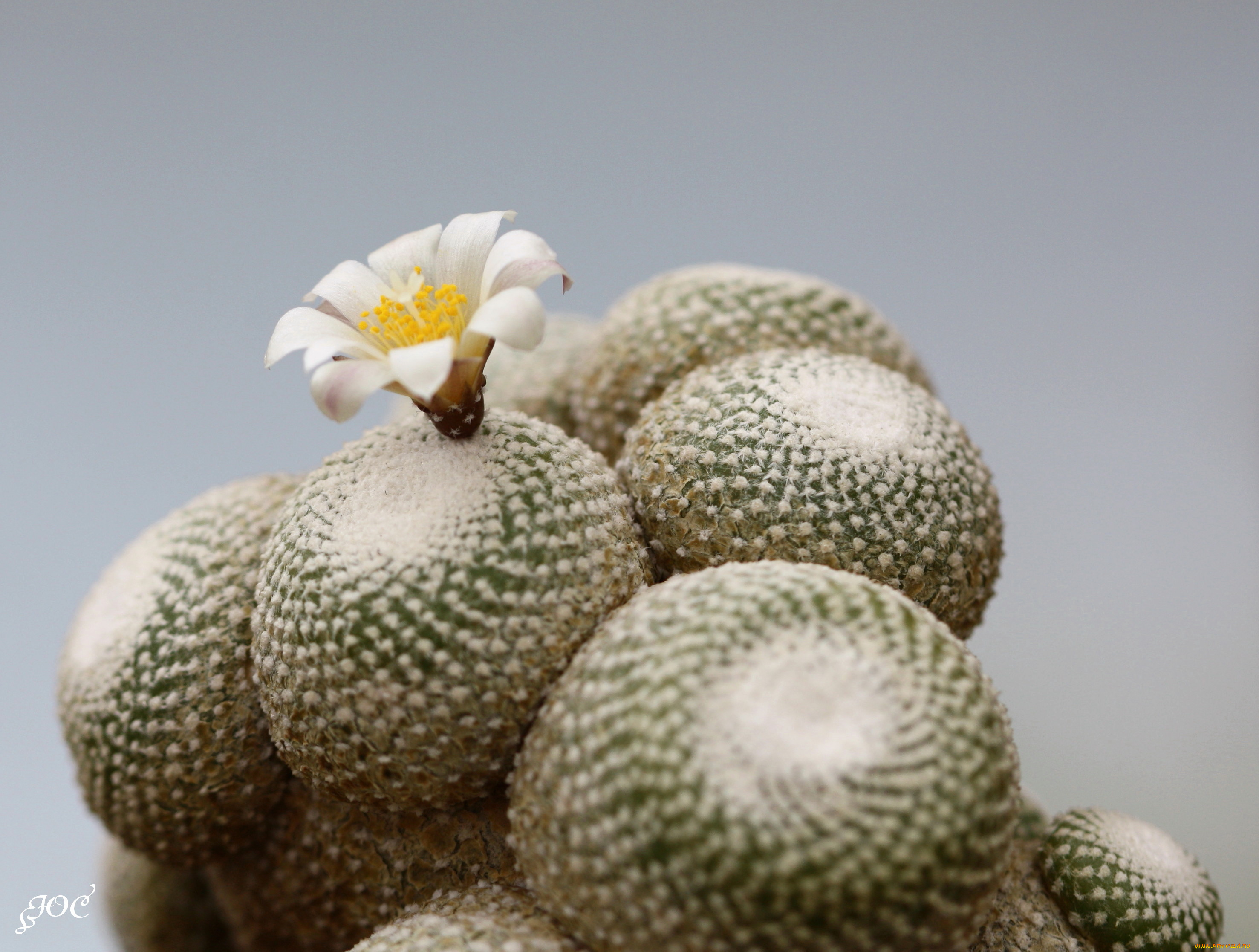 цветы, кактусы, колючки, красота, кактус