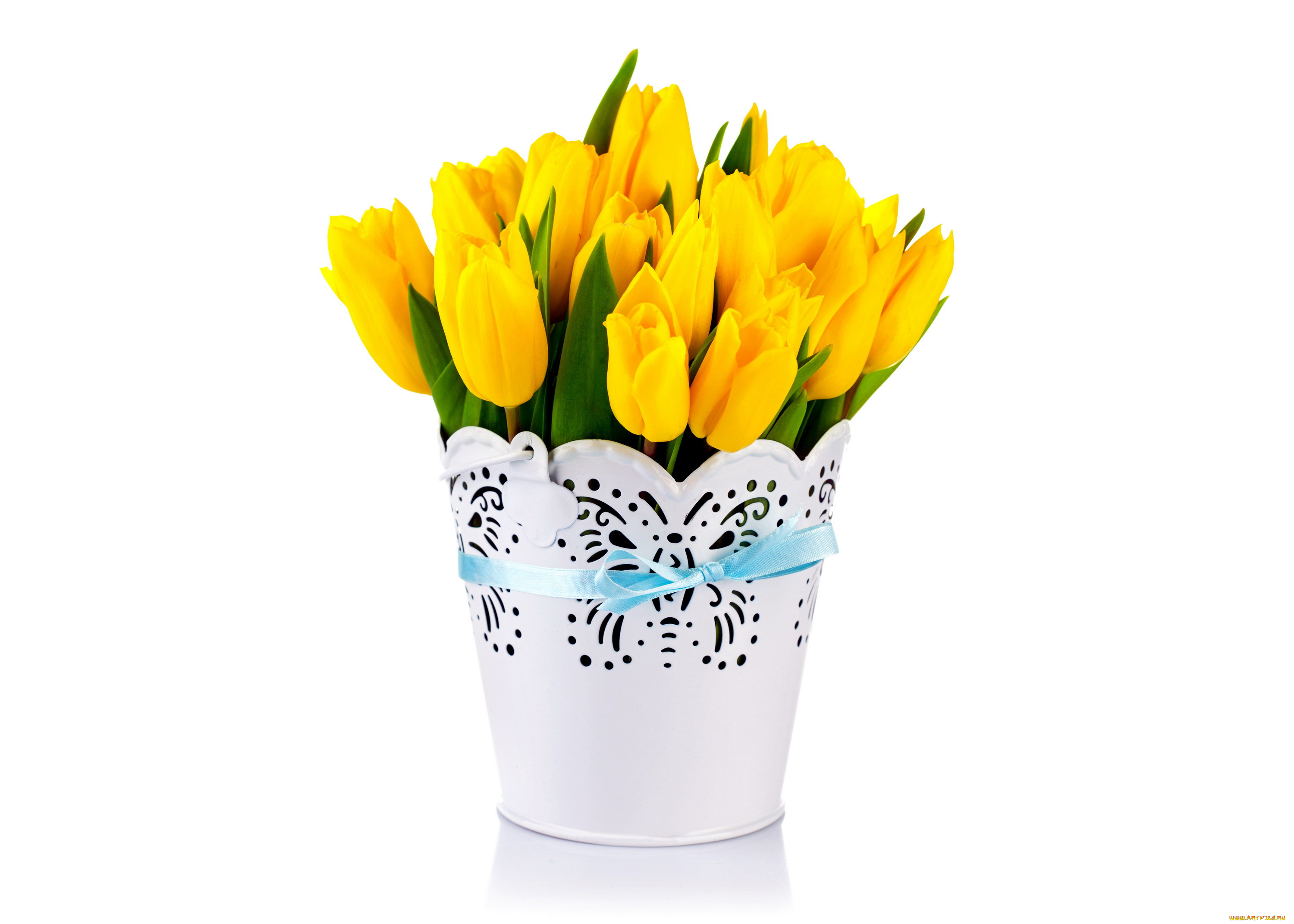 цветы, тюльпаны, желтый