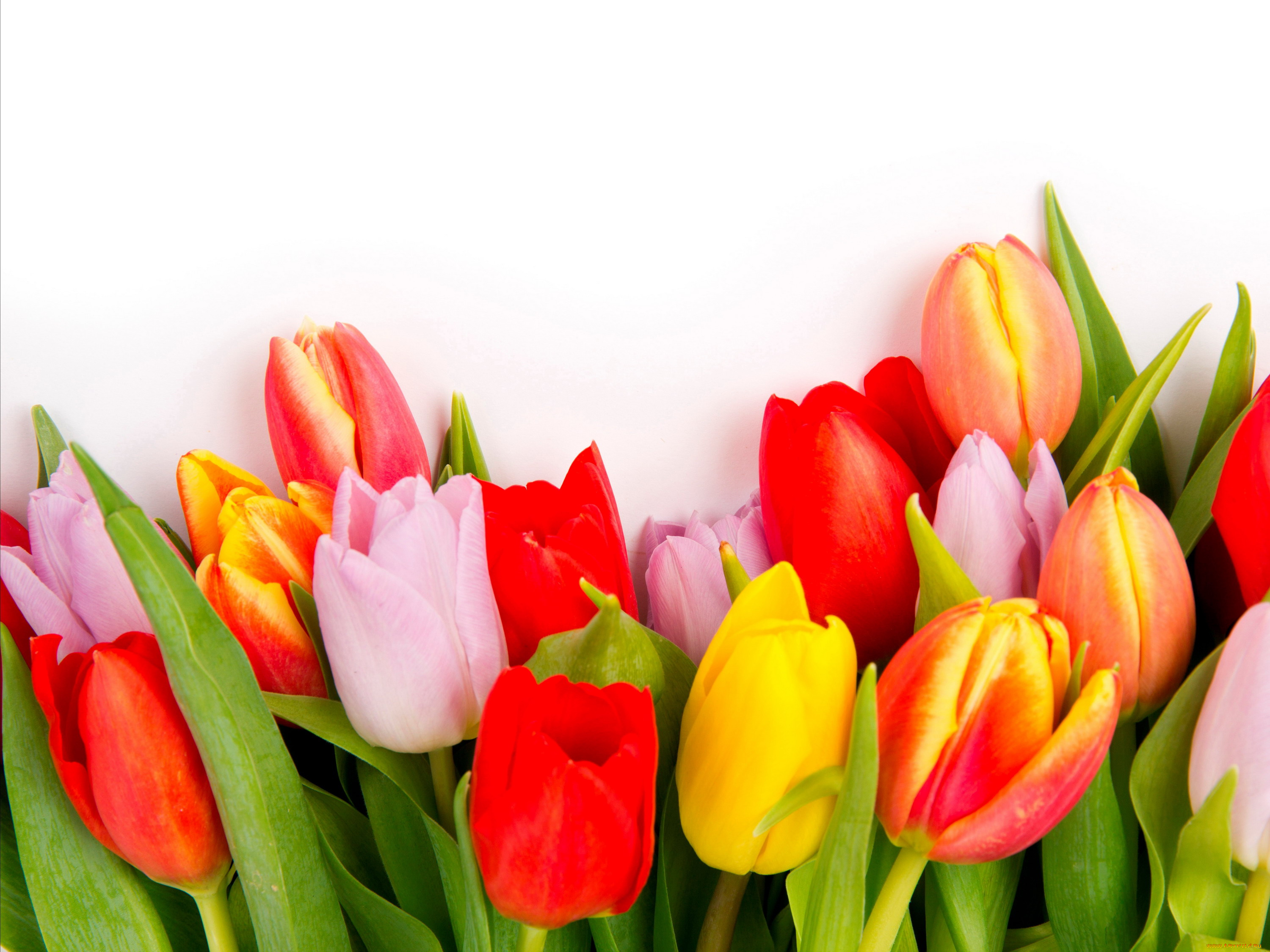 цветы, тюльпаны, разноцветный