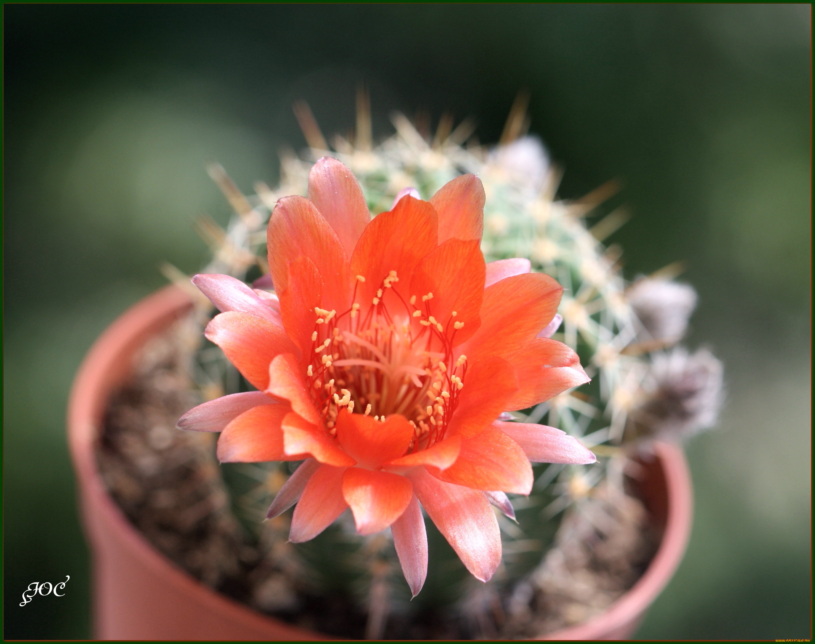 цветы, кактусы, колючки, красота, кактус