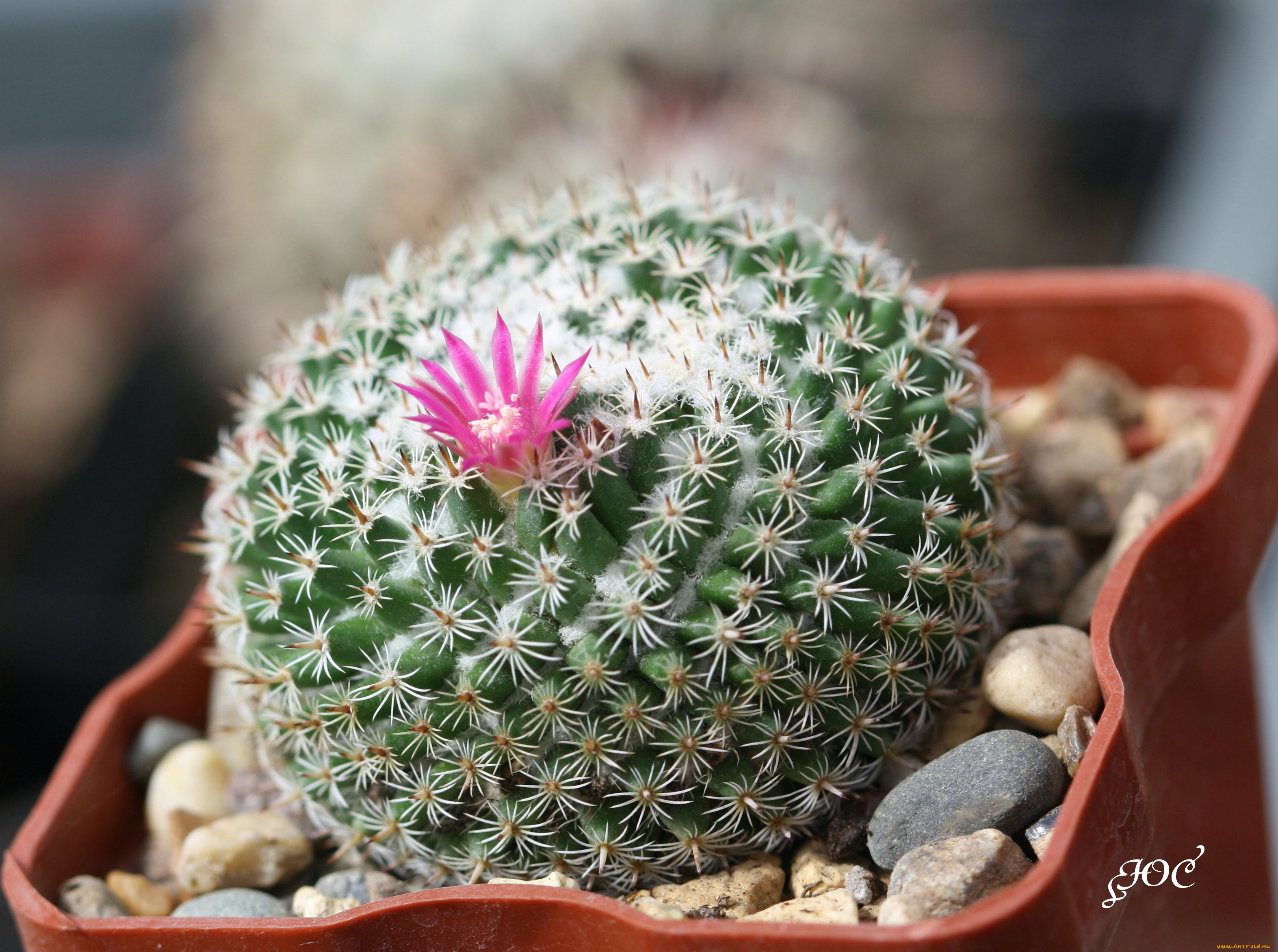 цветы, кактусы, колючки, красота, кактус