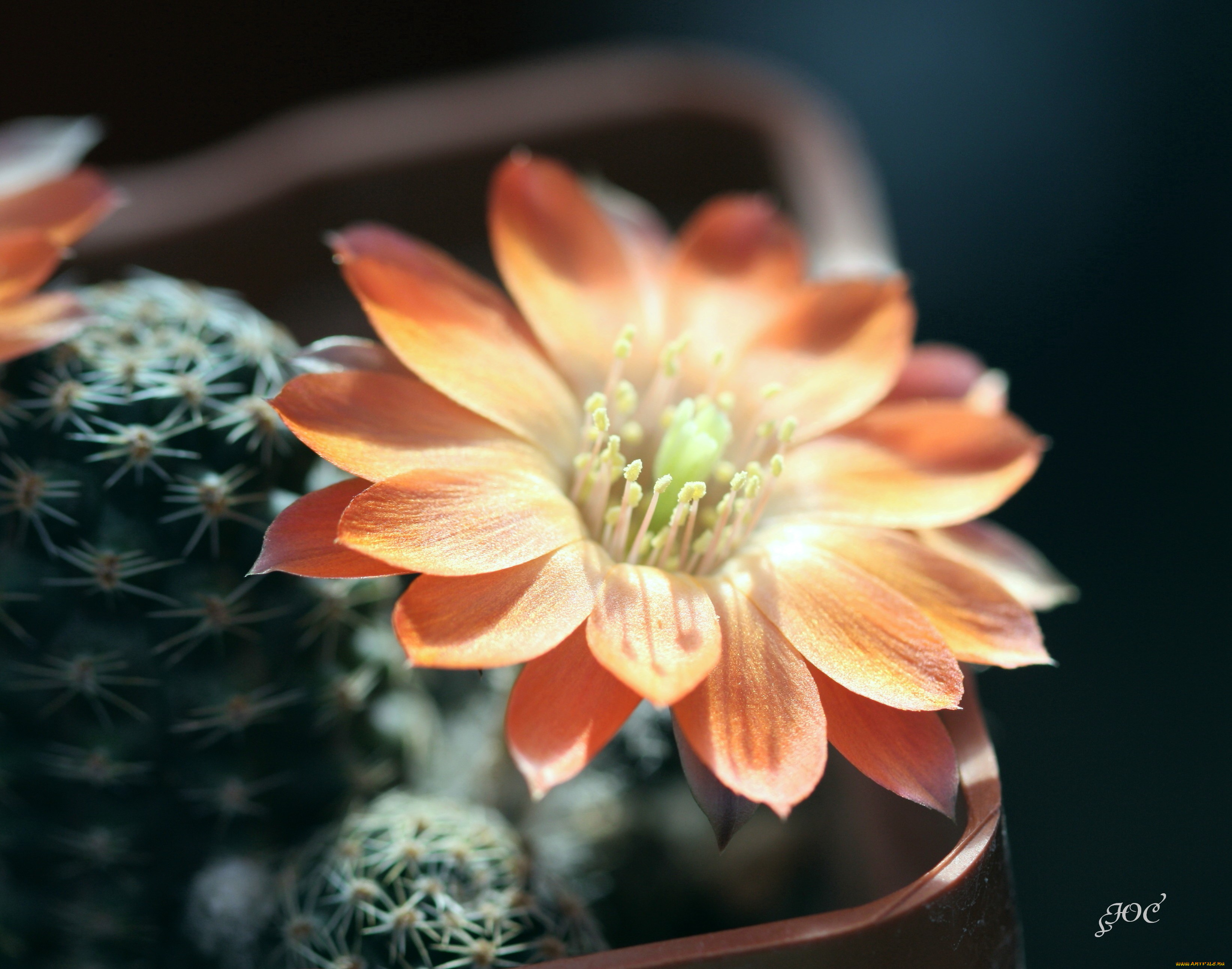 цветы, кактусы, макро, колючки, красота, цветение, кактус