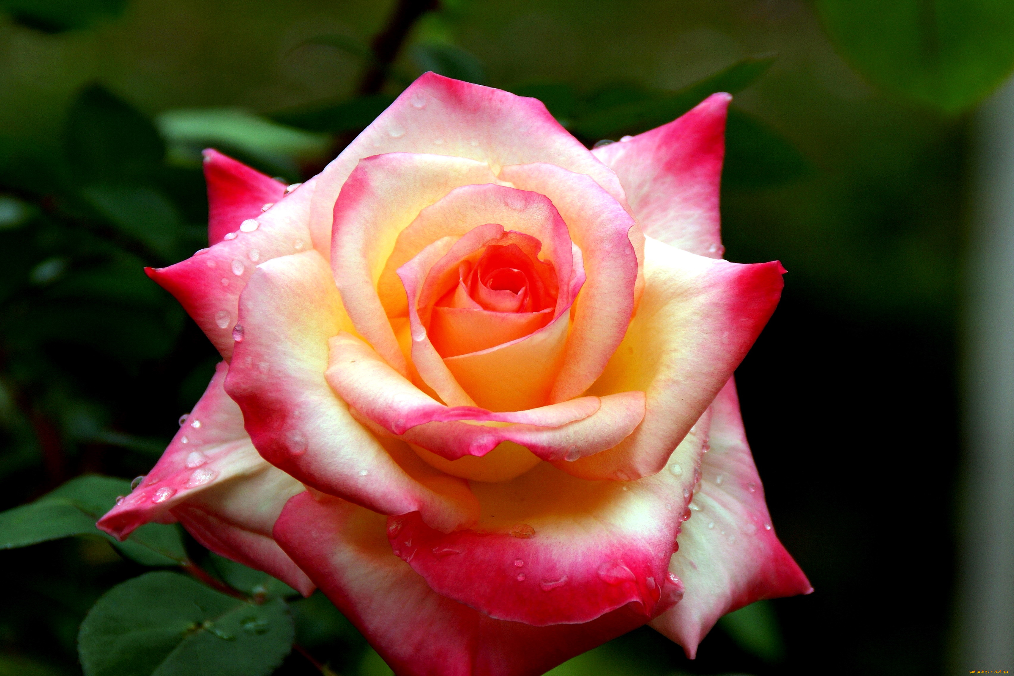 цветы, розы, капли