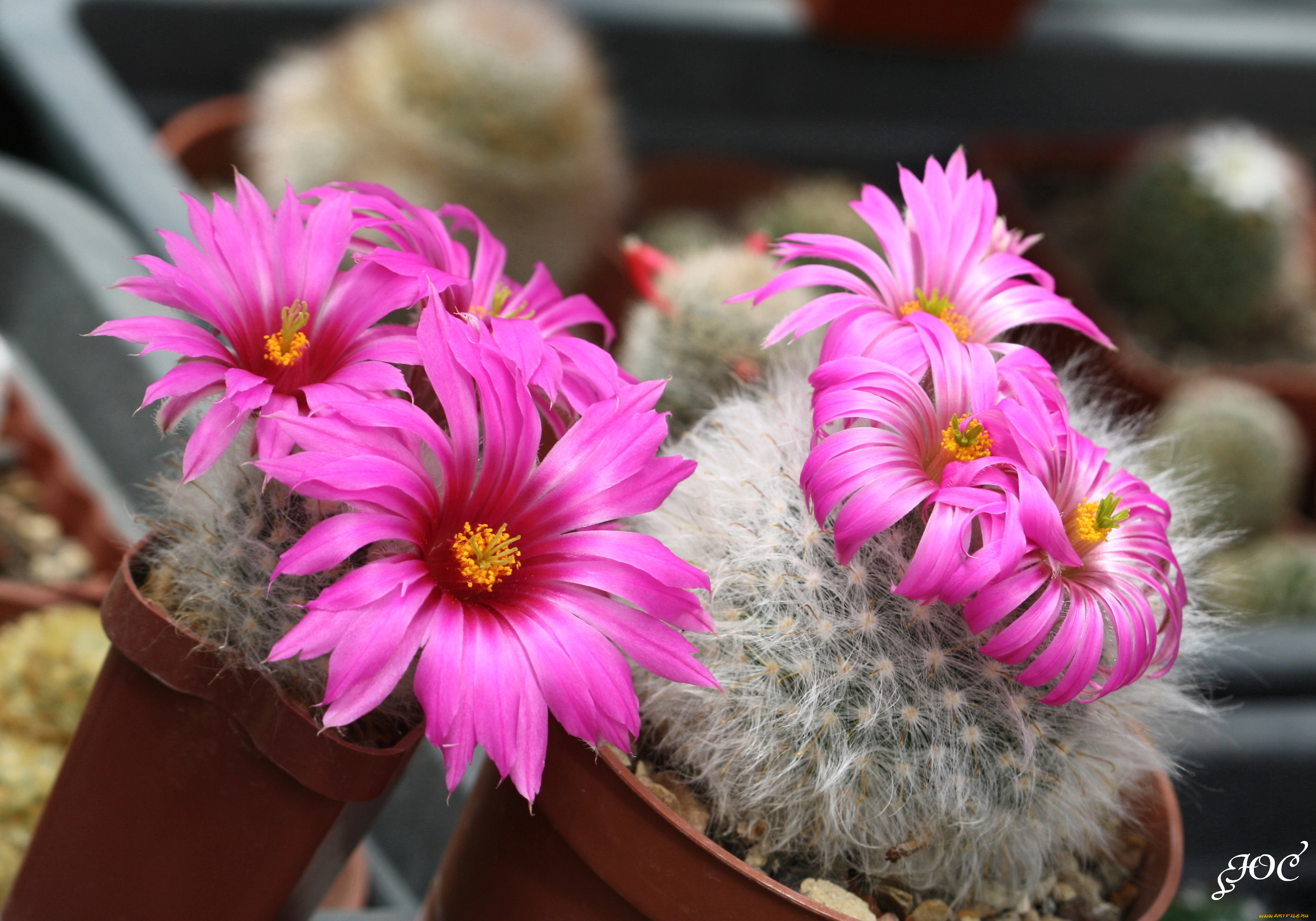 цветы, кактусы, колючки, красота, кактус