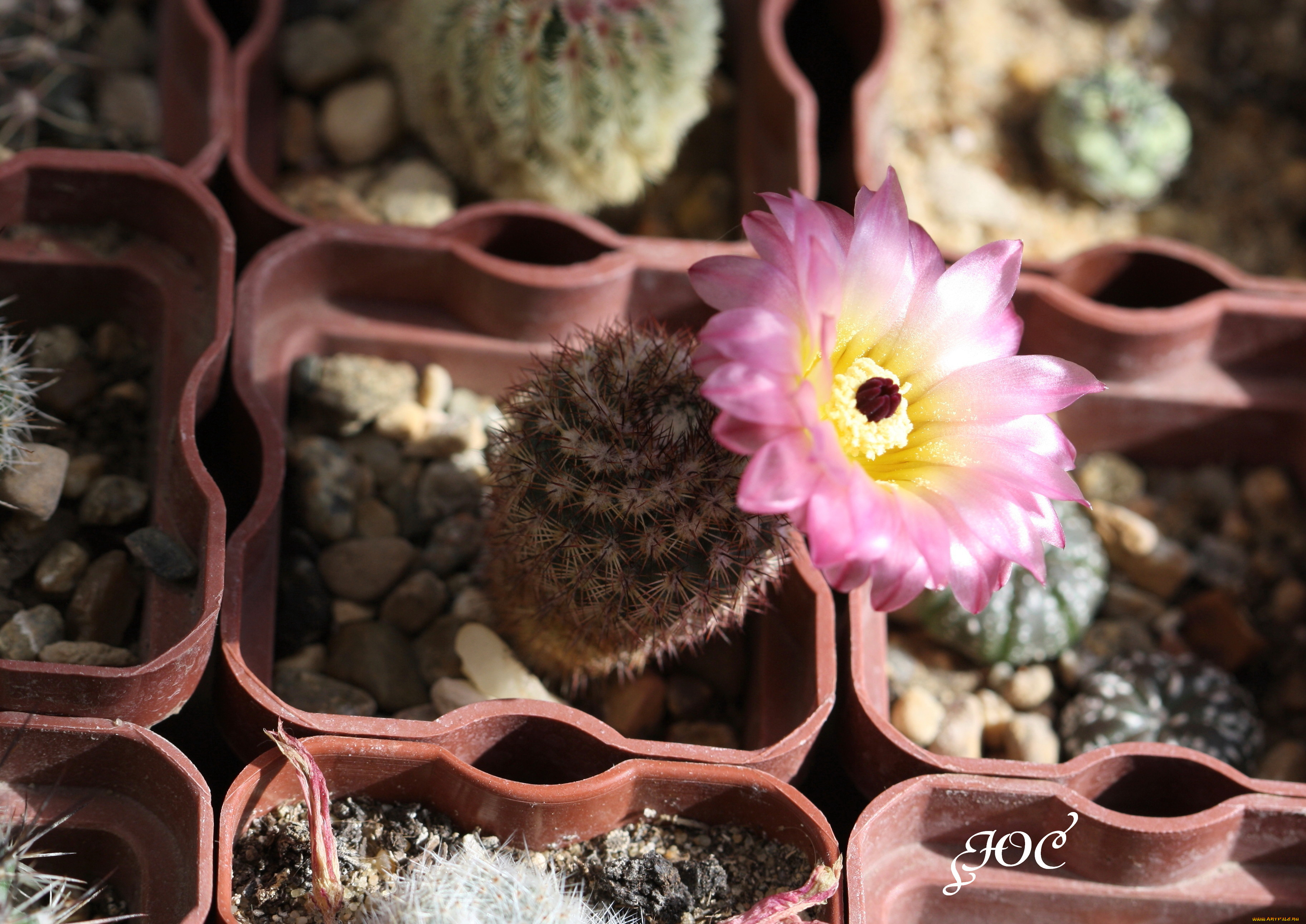 цветы, кактусы, кактус, цветение, макро, красота, колючки