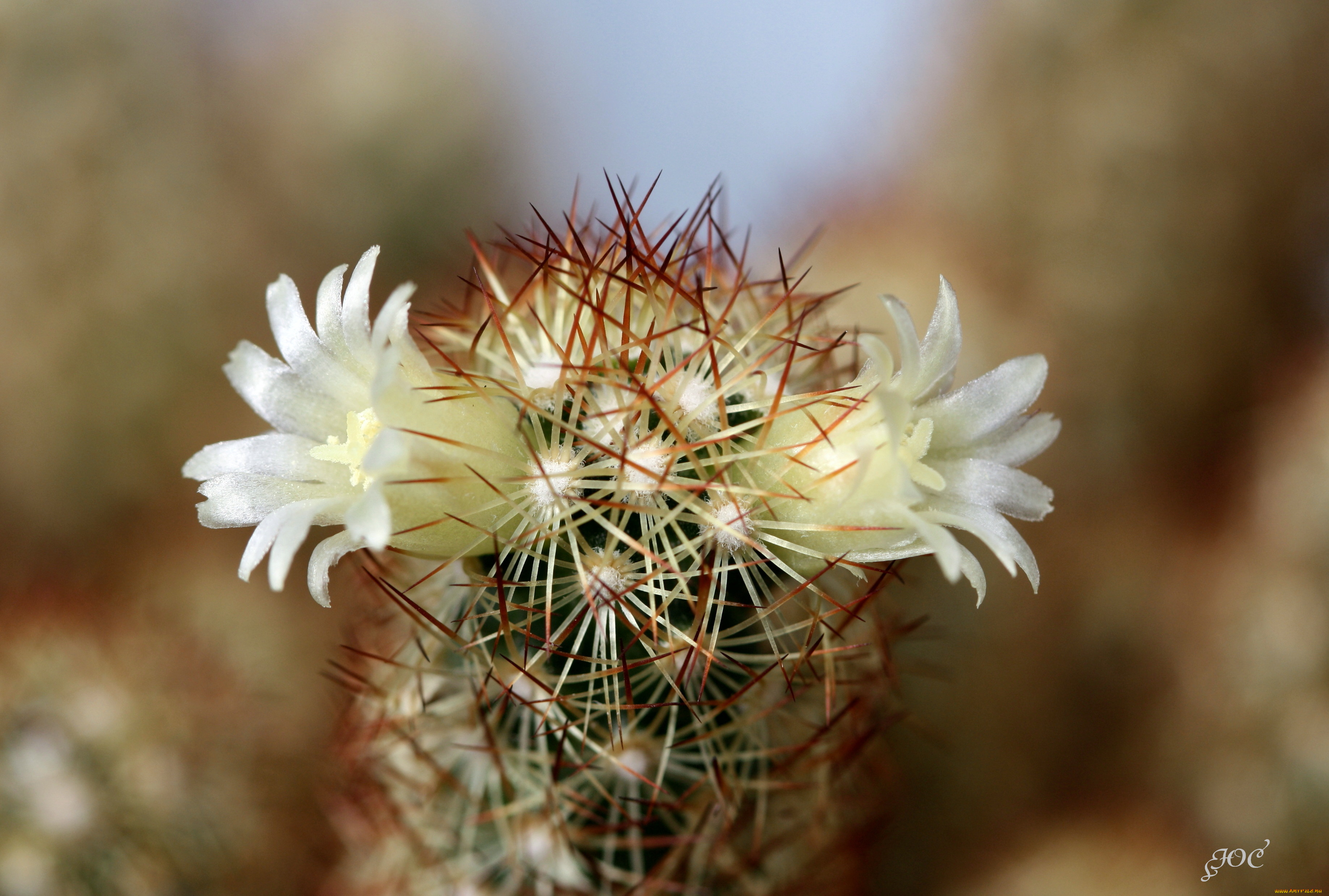 цветы, кактусы, колючки, кактус, красота