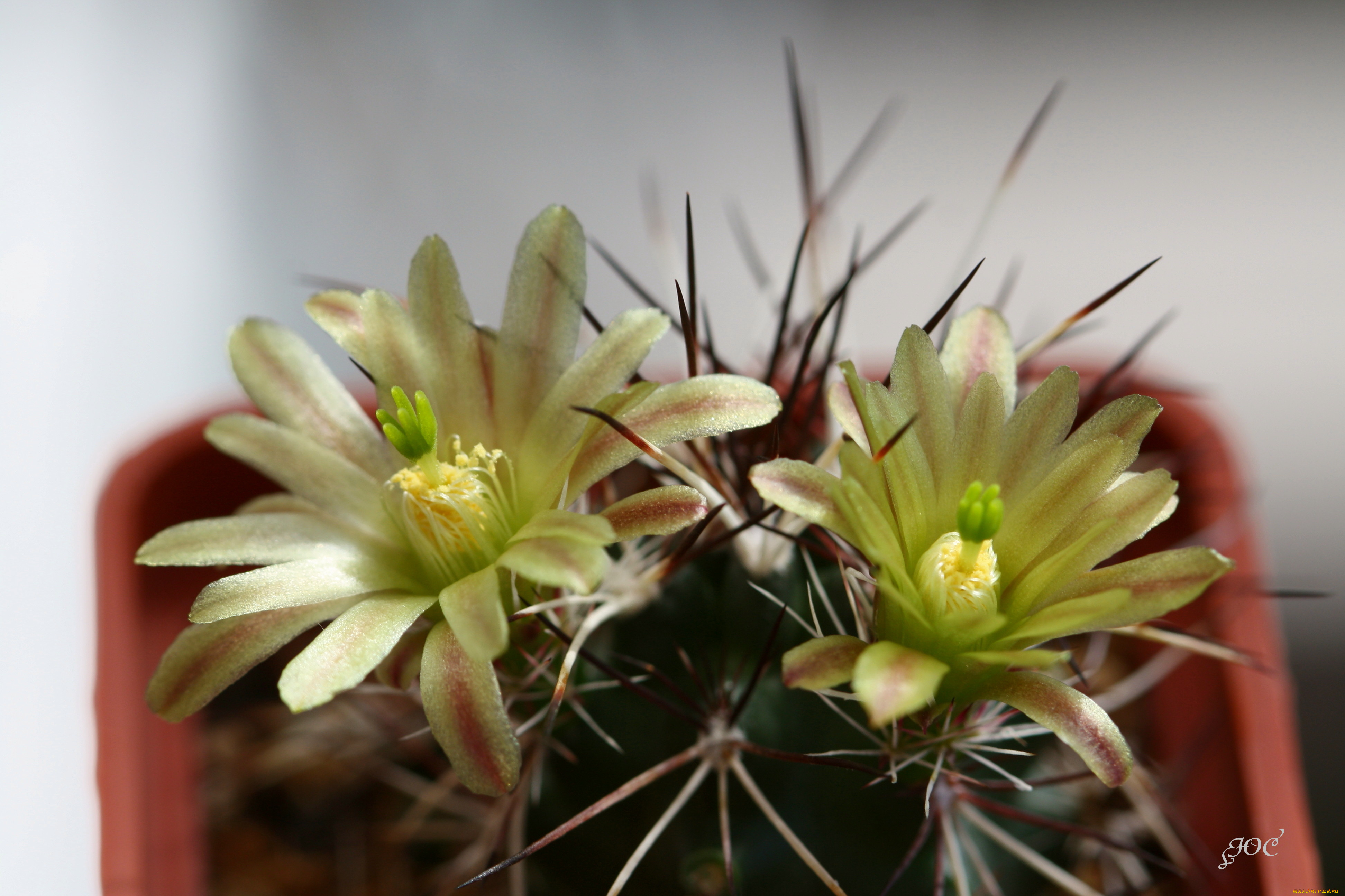 цветы, кактусы, колючки, красота, кактус