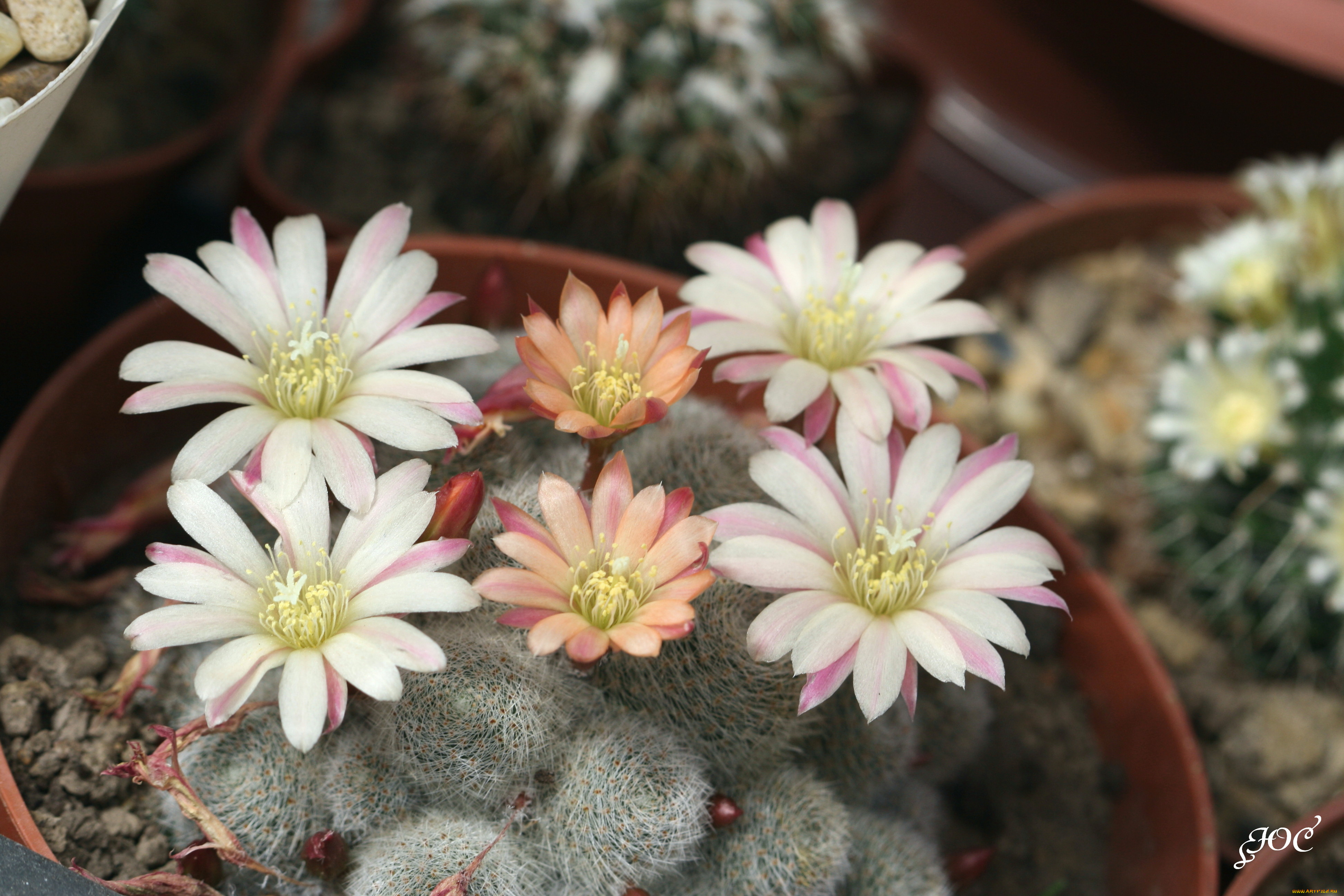 цветы, кактусы, красота, колючки, кактус, макро, цветение