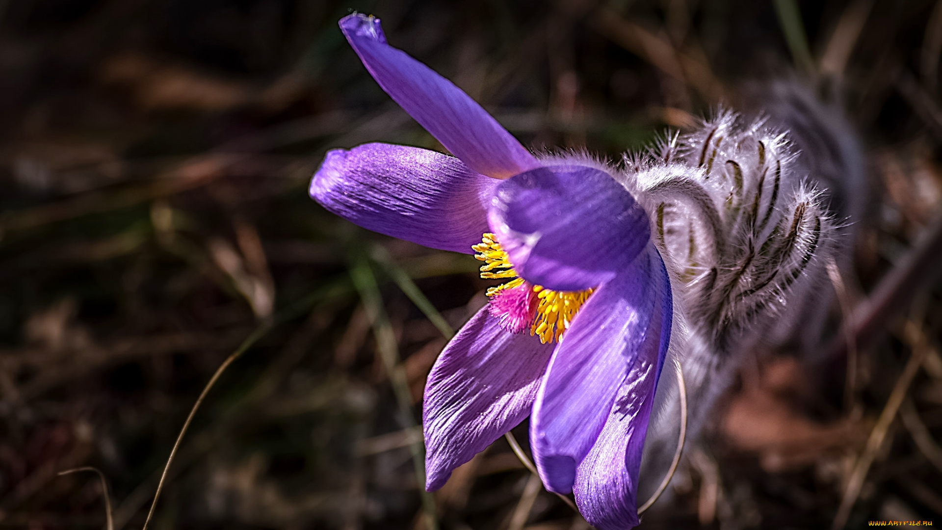 цветы, анемоны, , сон-трава, весна, лепестки, макро, прострел