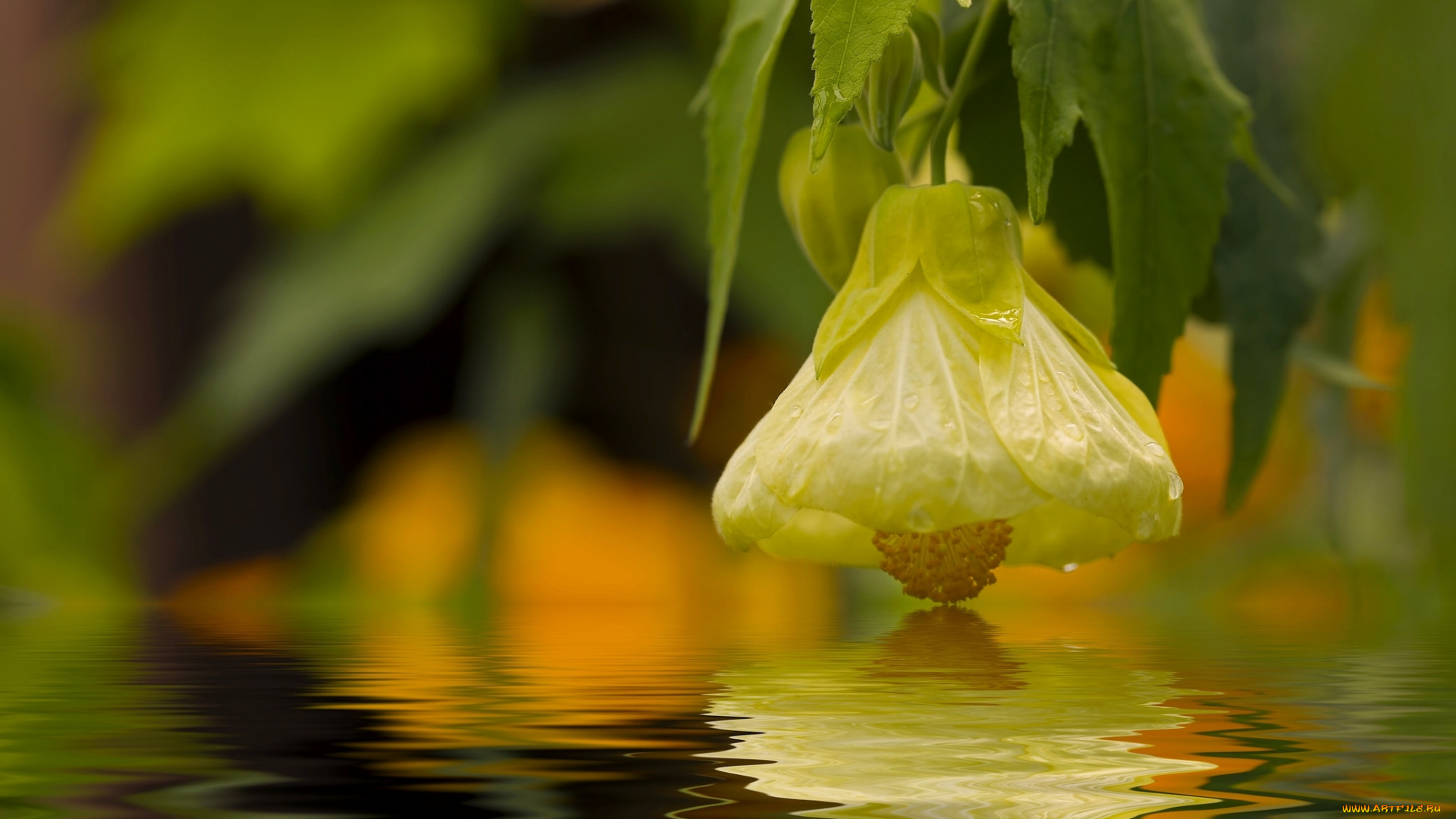 цветы, бутон, макро, вода, фотошоп
