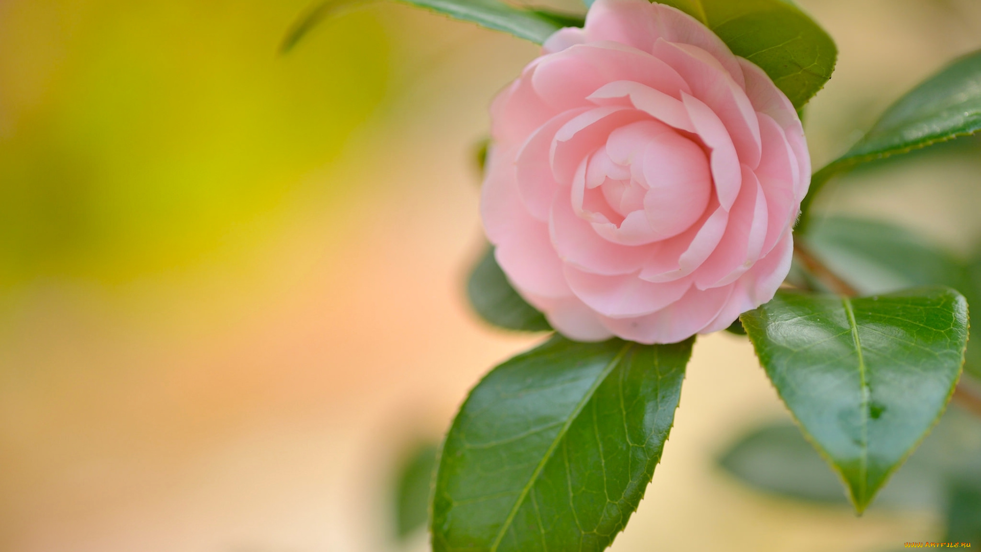 цветы, камелии, камелия, лепестки, листья