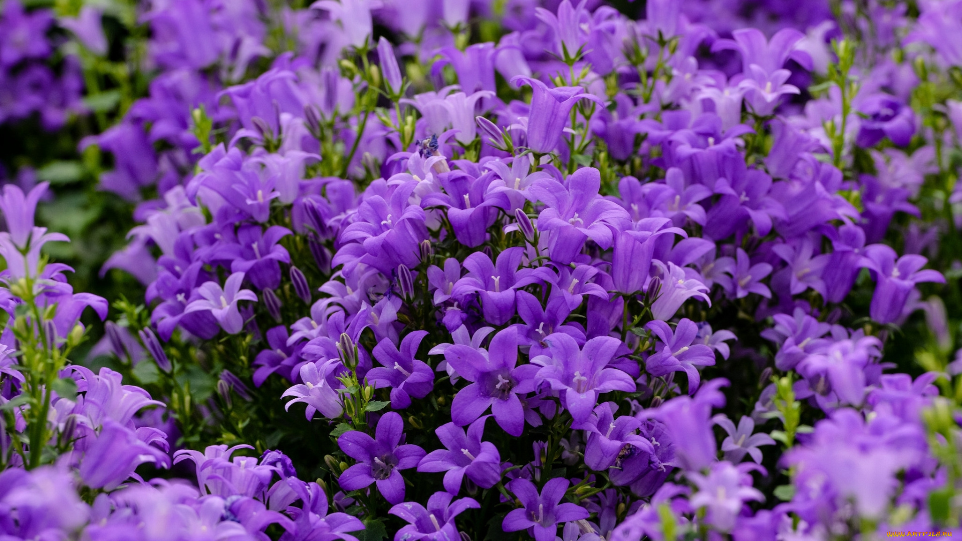 цветы, колокольчики, сиреневые, много