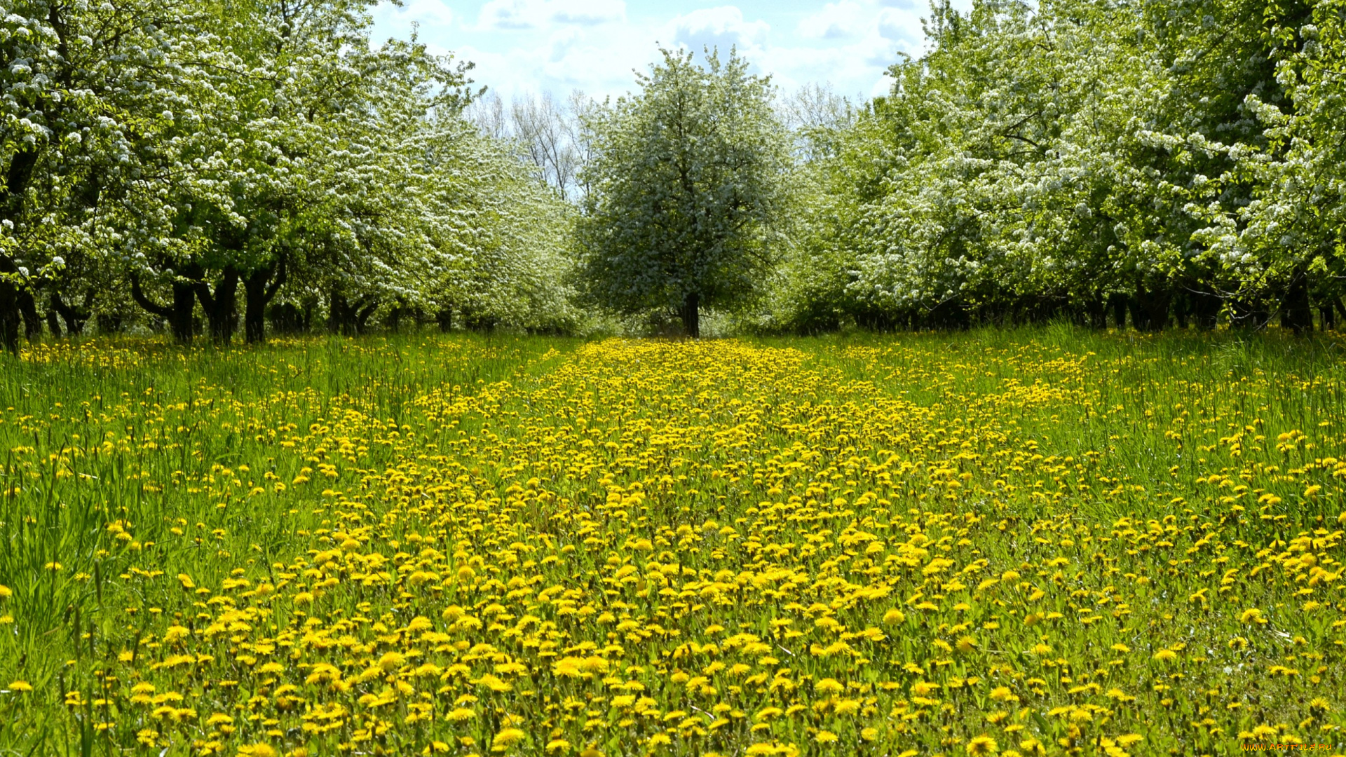 цветы, одуванчики, луг