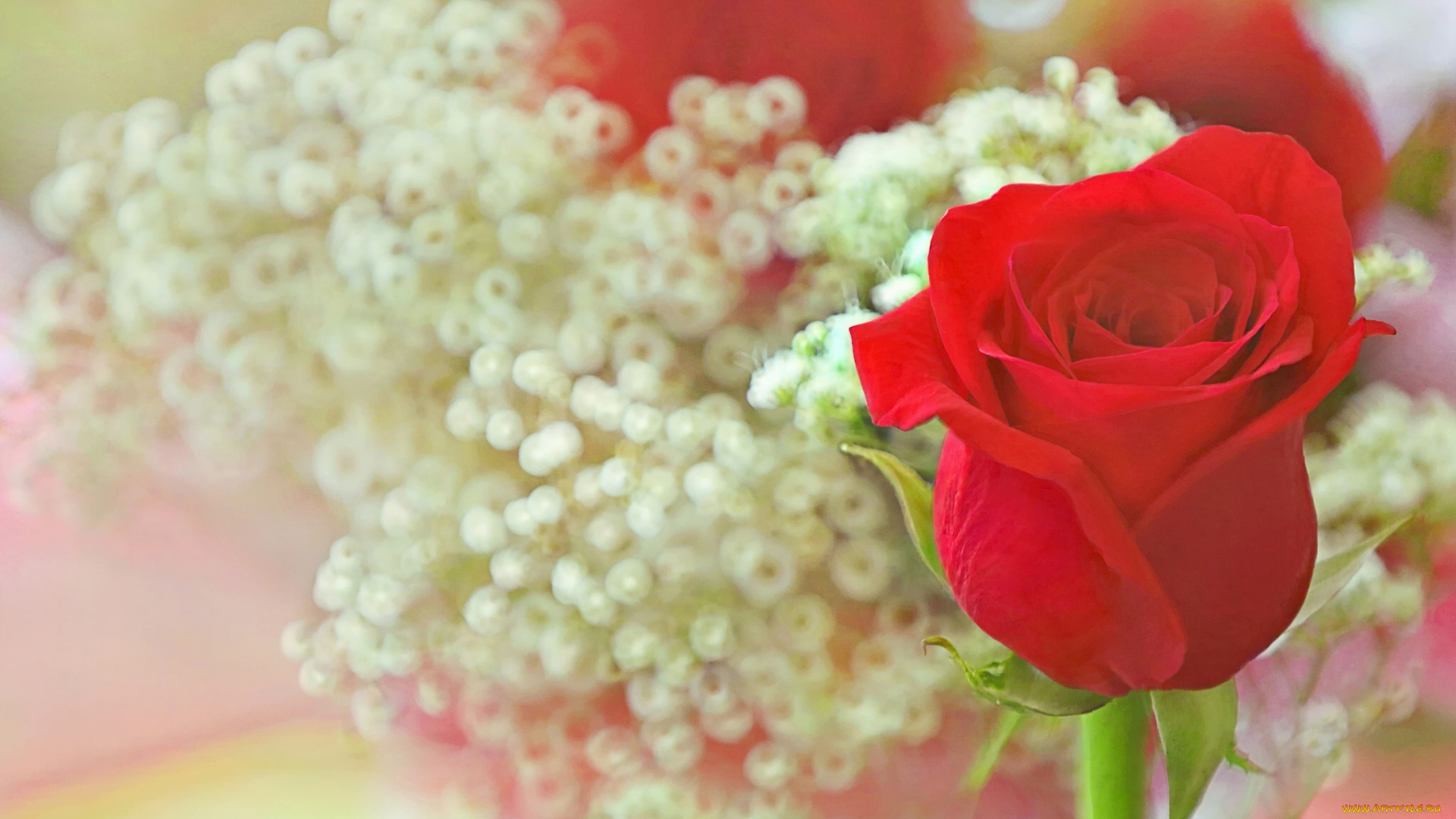 цветы, розы, боке, бутон, роза