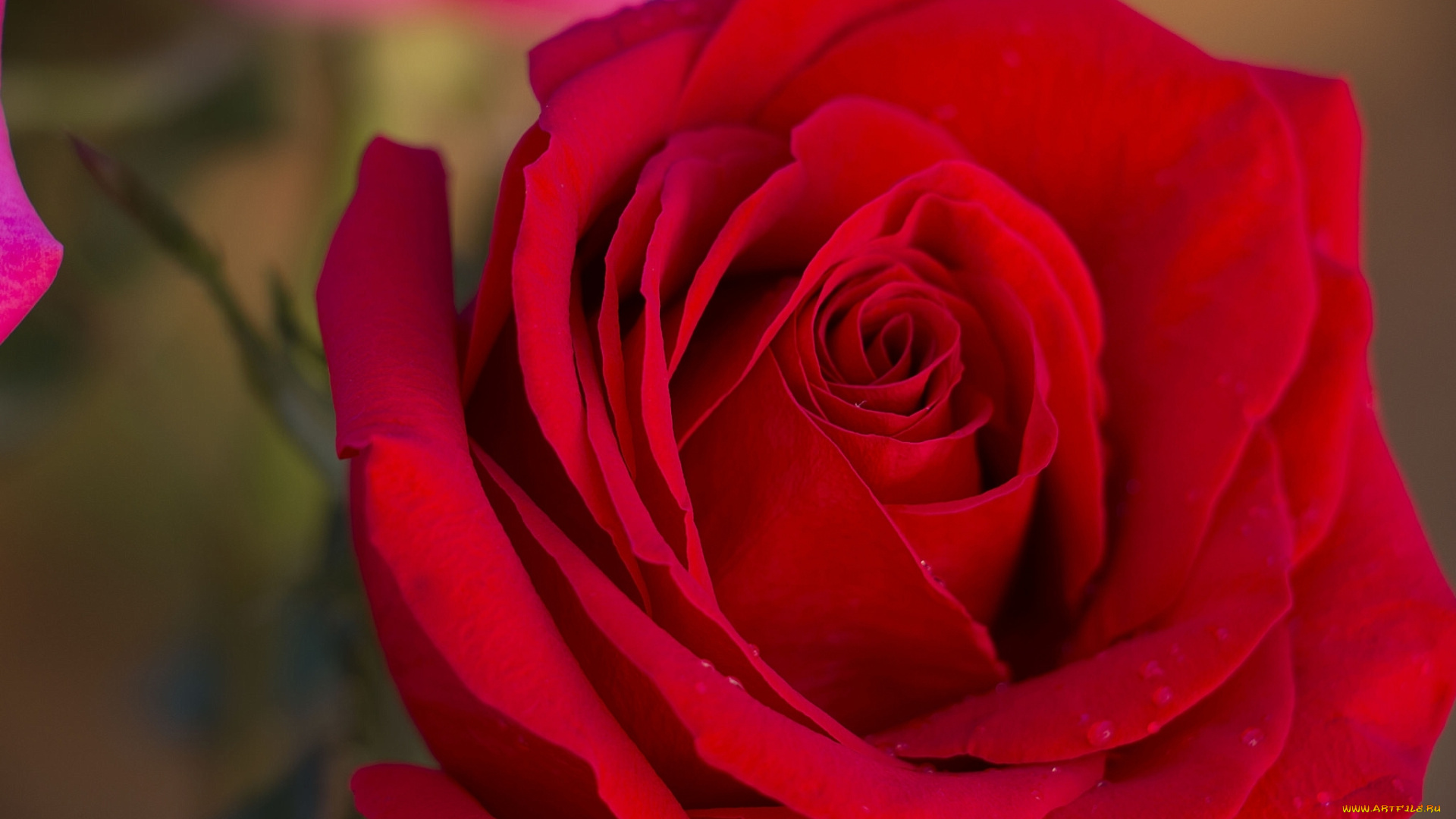 цветы, розы, роза