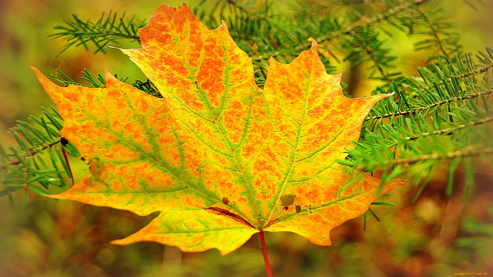 природа, листья, хвоя, ветка, осень, клен, лист