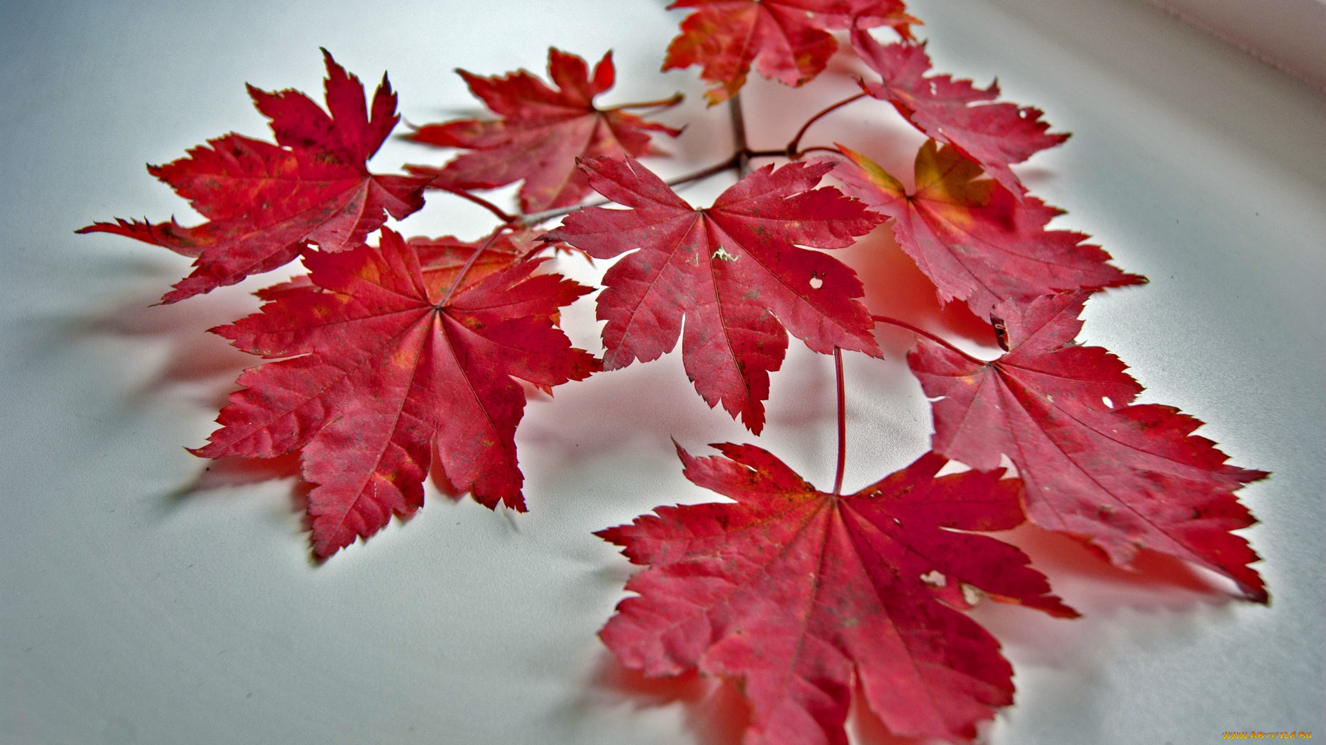 природа, листья, ветка, осень, клен