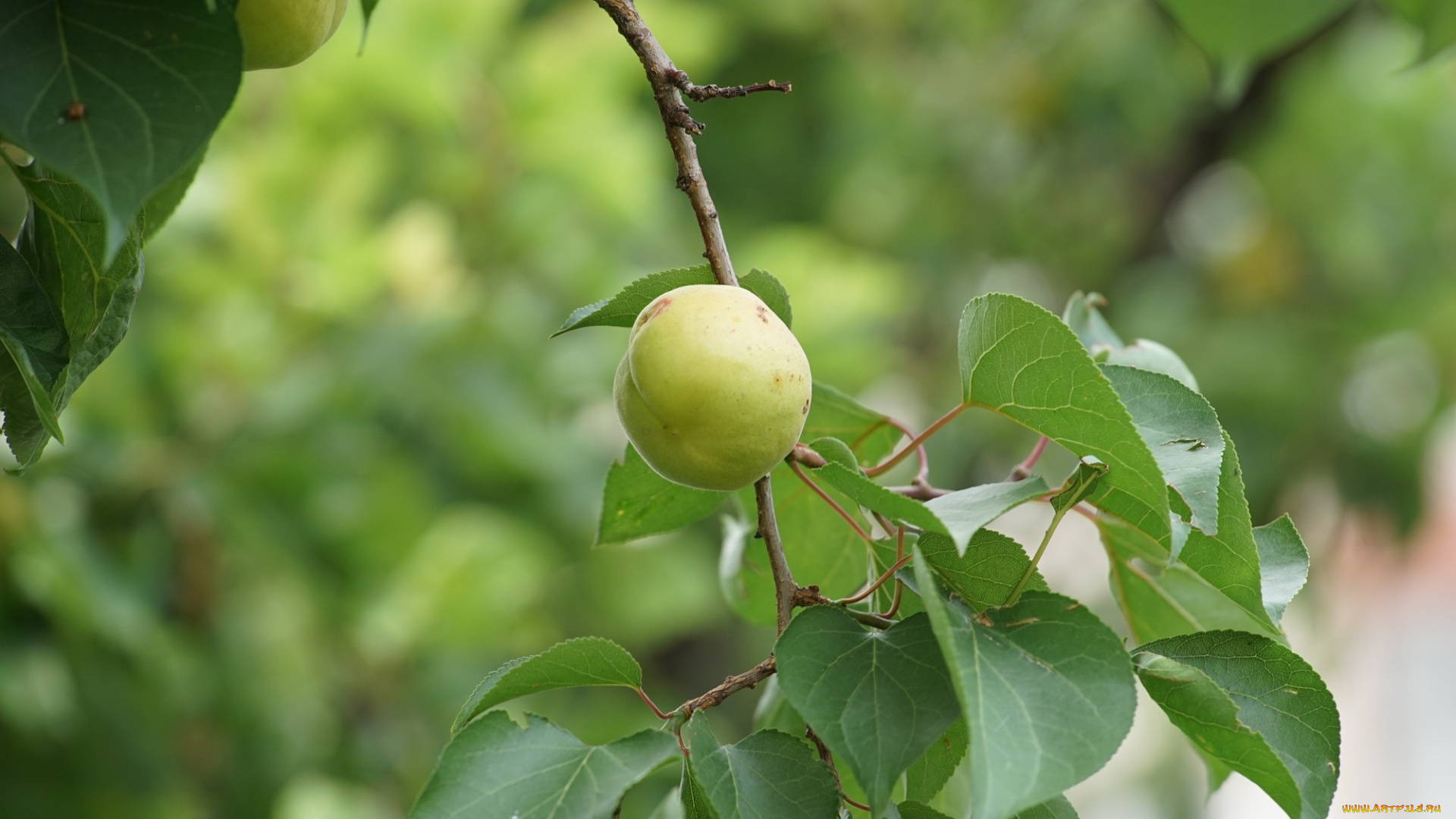 природа, плоды, ветка, яблоки
