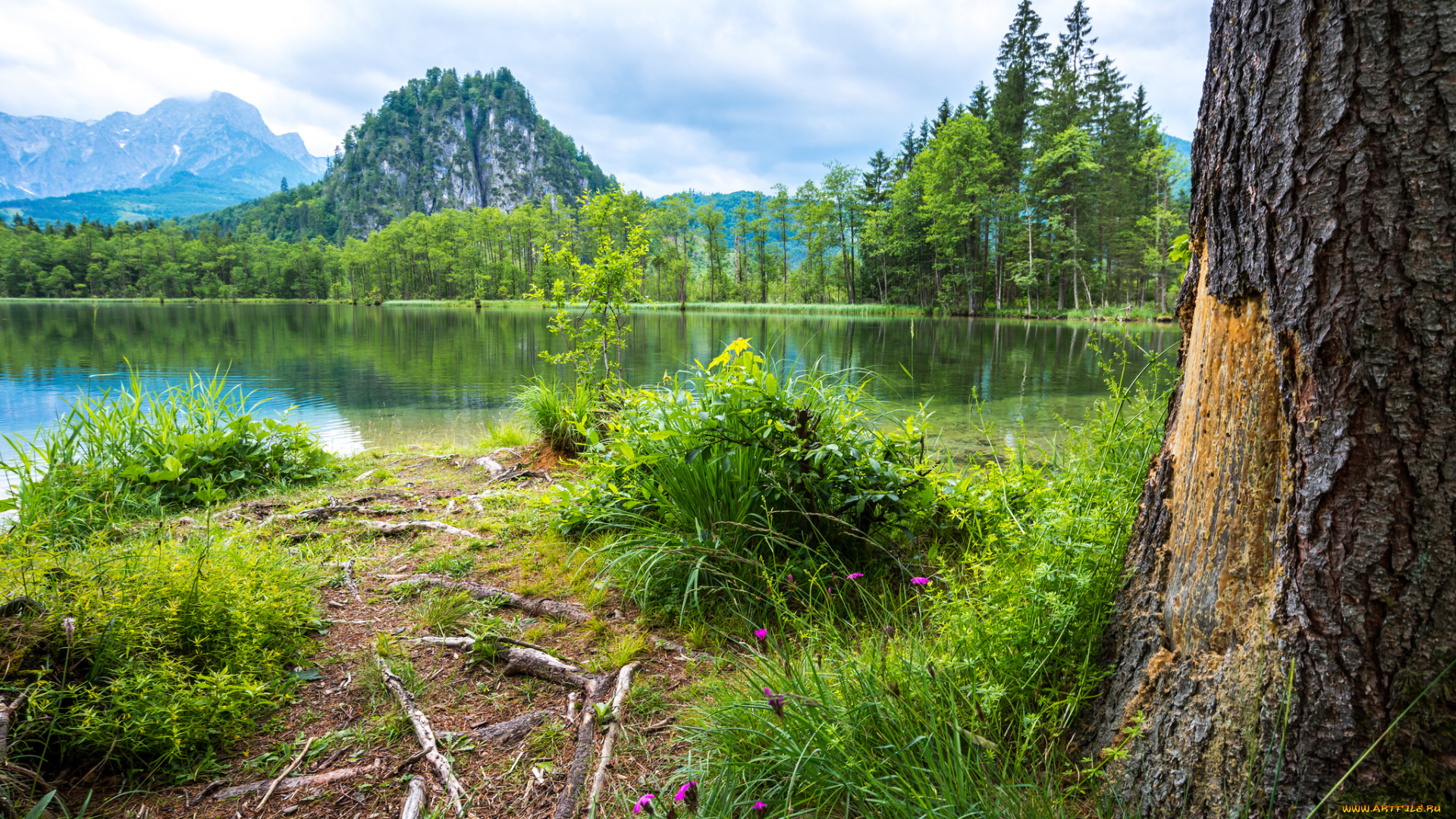 природа, реки, озера, река, лес