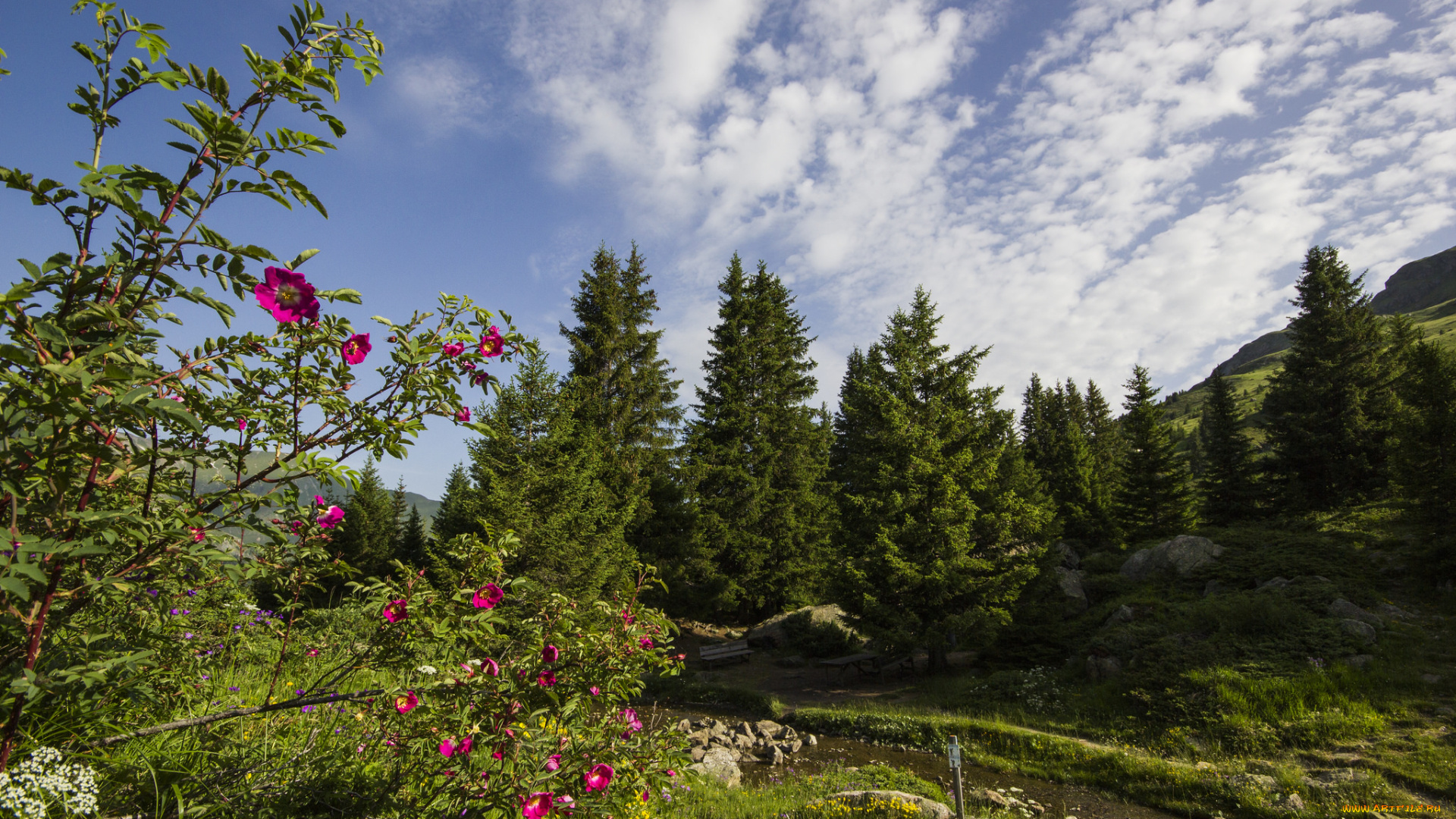 природа, реки, озера, река, лес