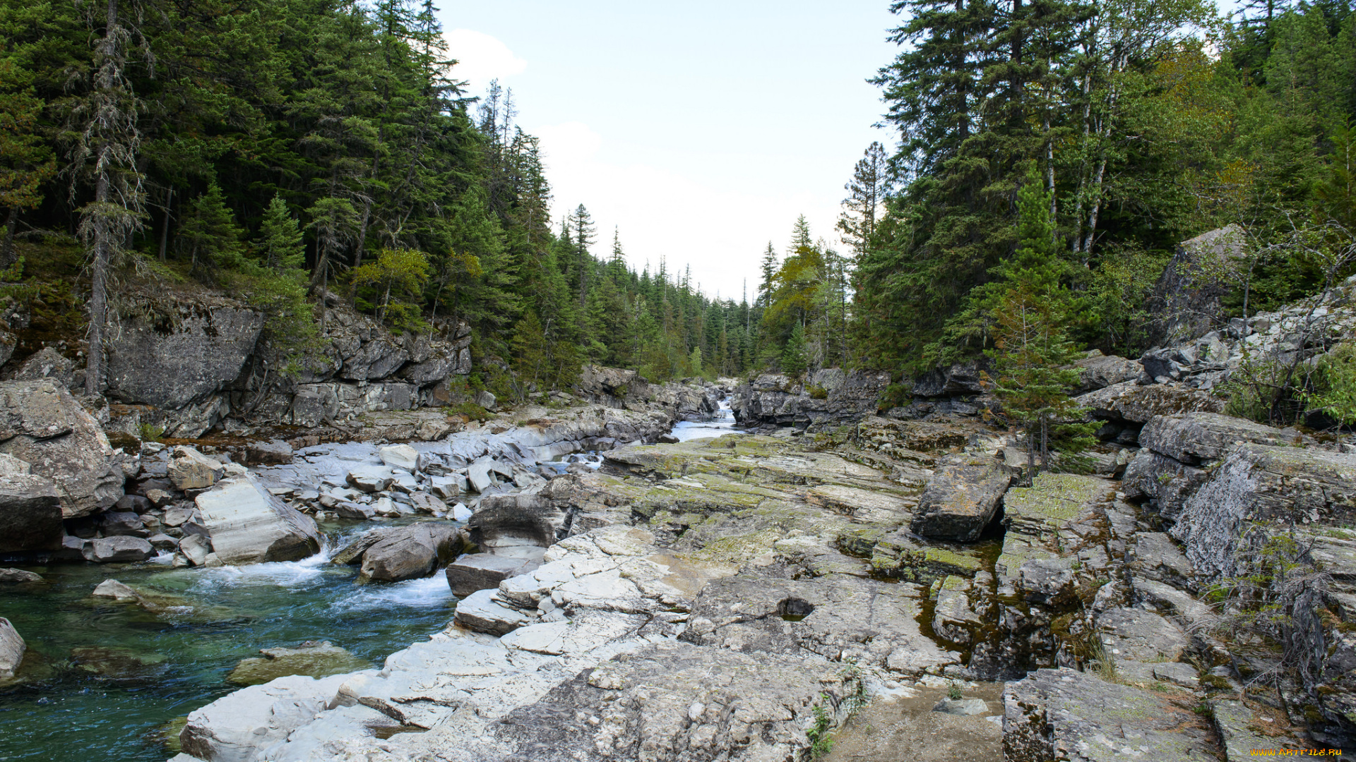 природа, реки, озера, река, лес