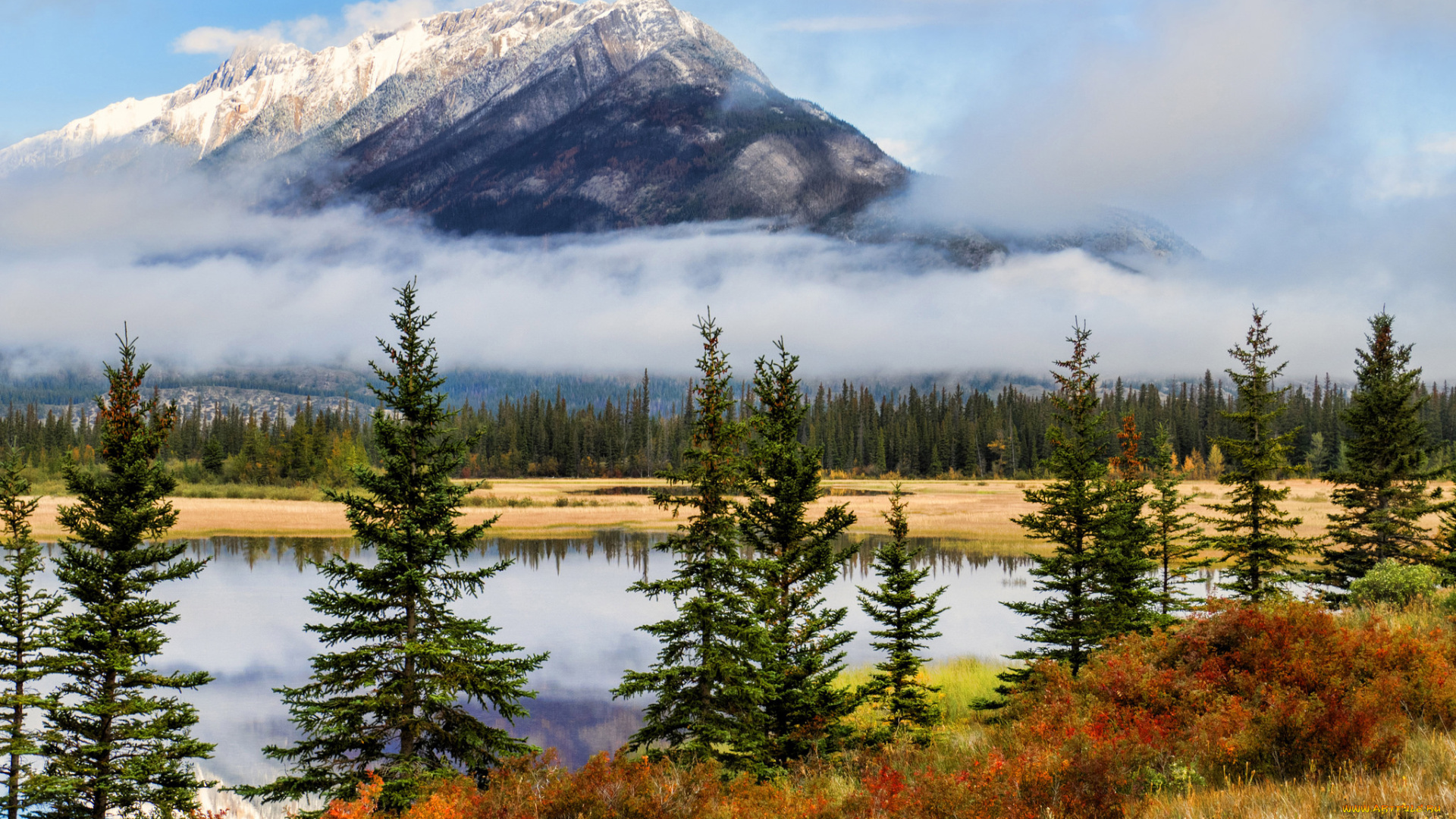 природа, реки, озера, река, лес