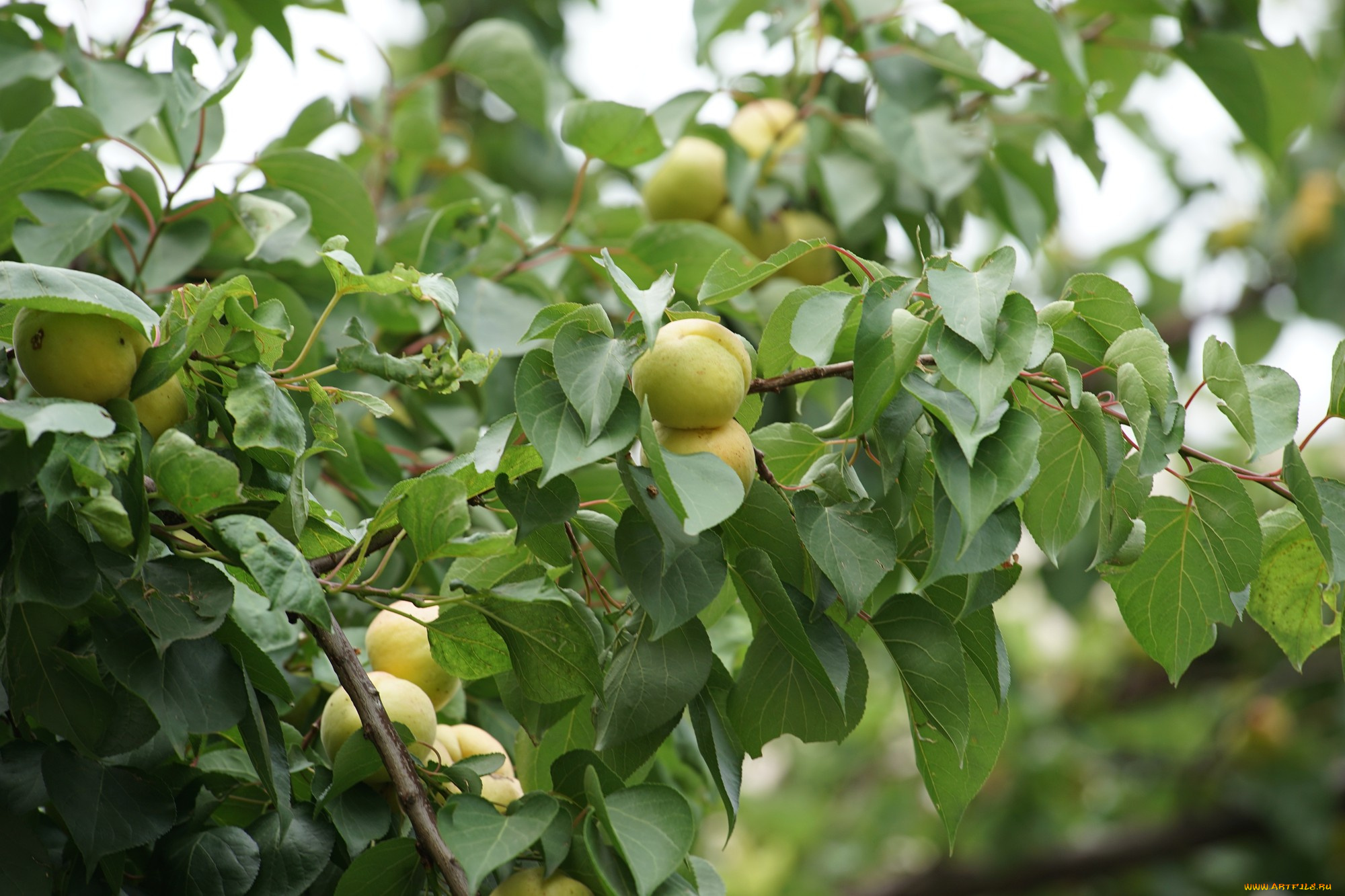 природа, плоды, яблоки, ветка