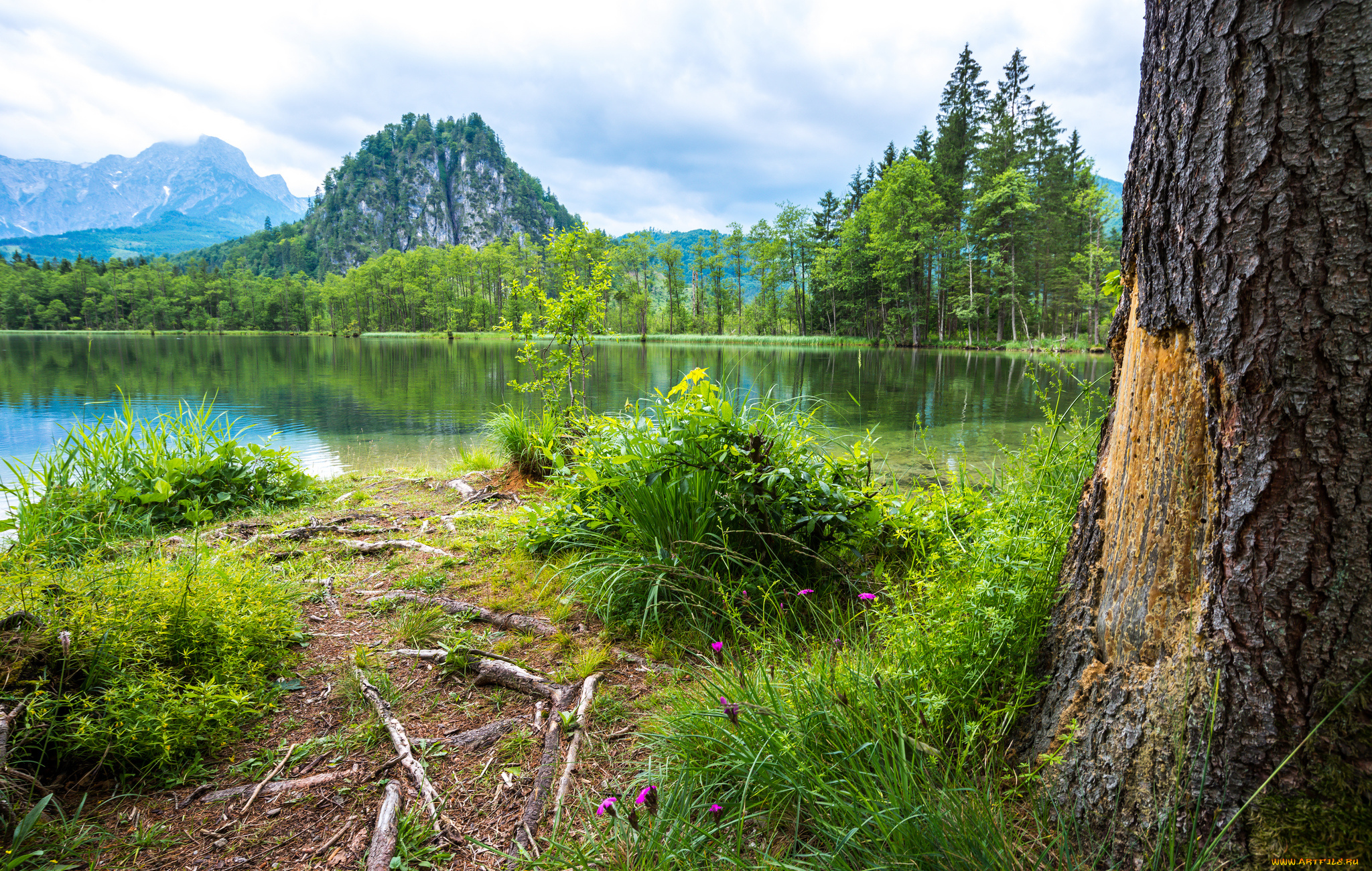 природа, реки, озера, река, лес