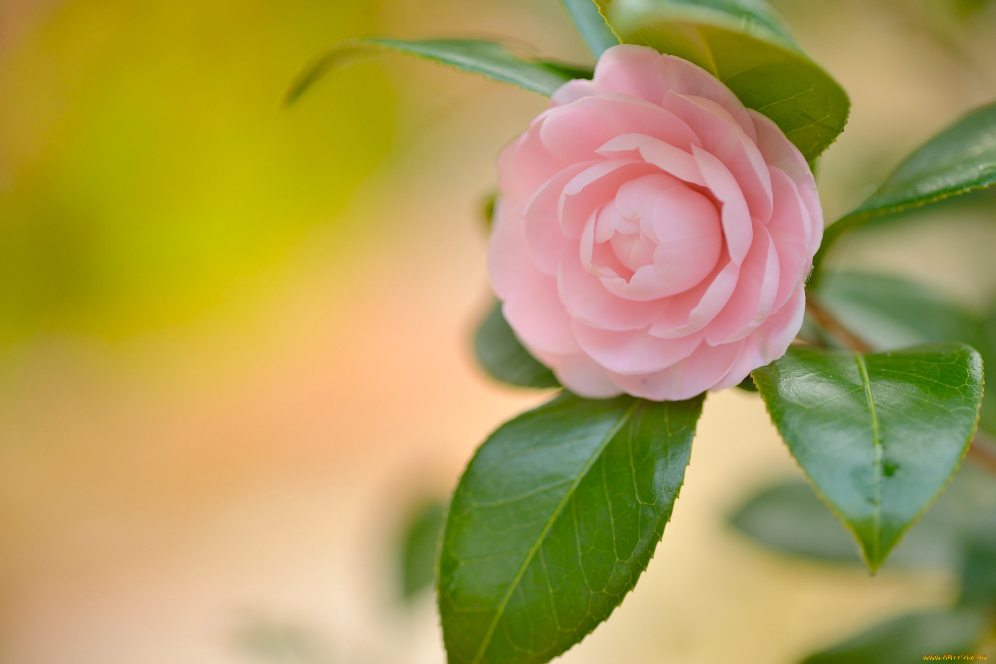 цветы, камелии, камелия, лепестки, листья