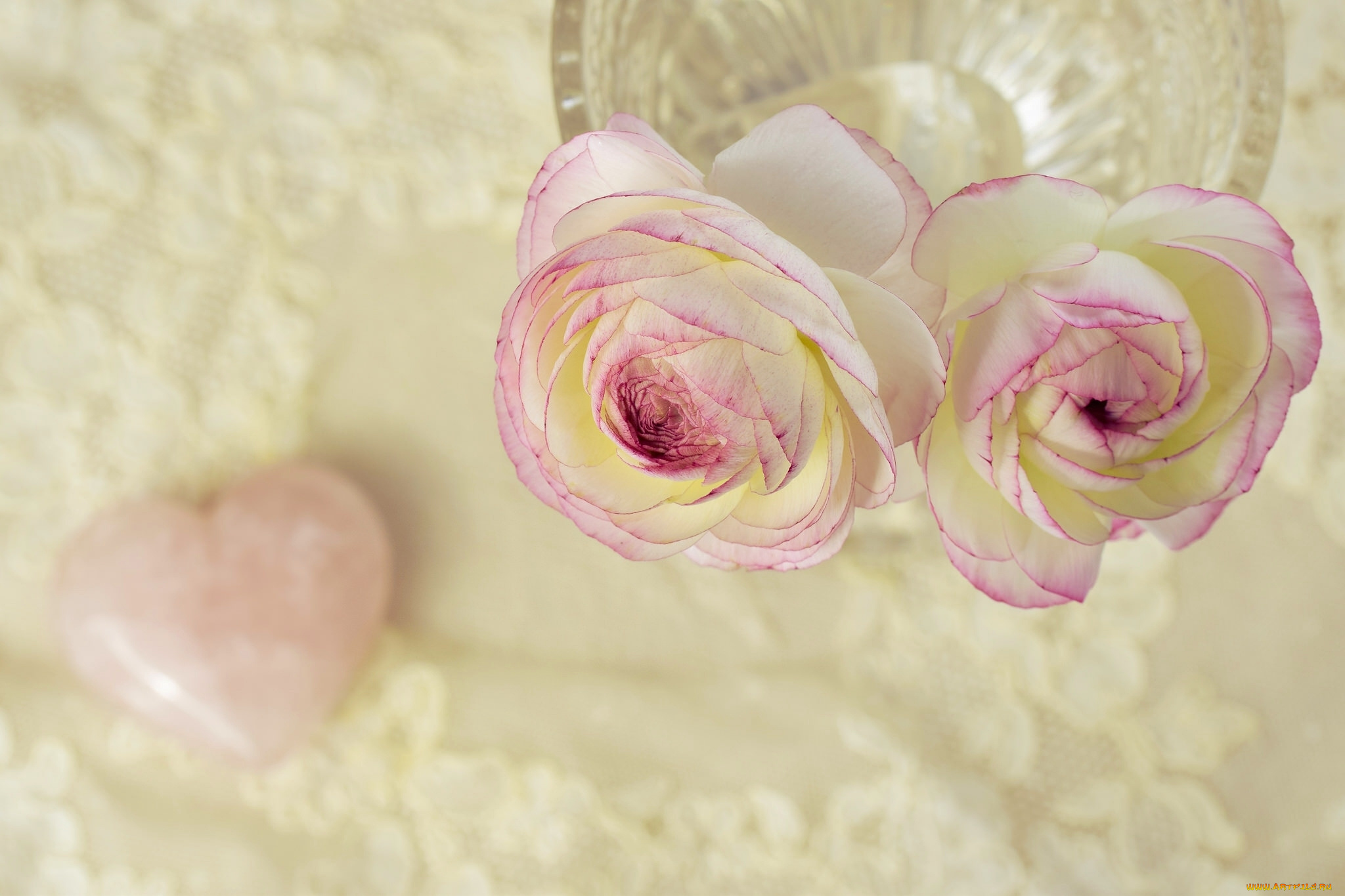 цветы, ранункулюс, , азиатский, лютик, ранункулюс, дуэт, ваза