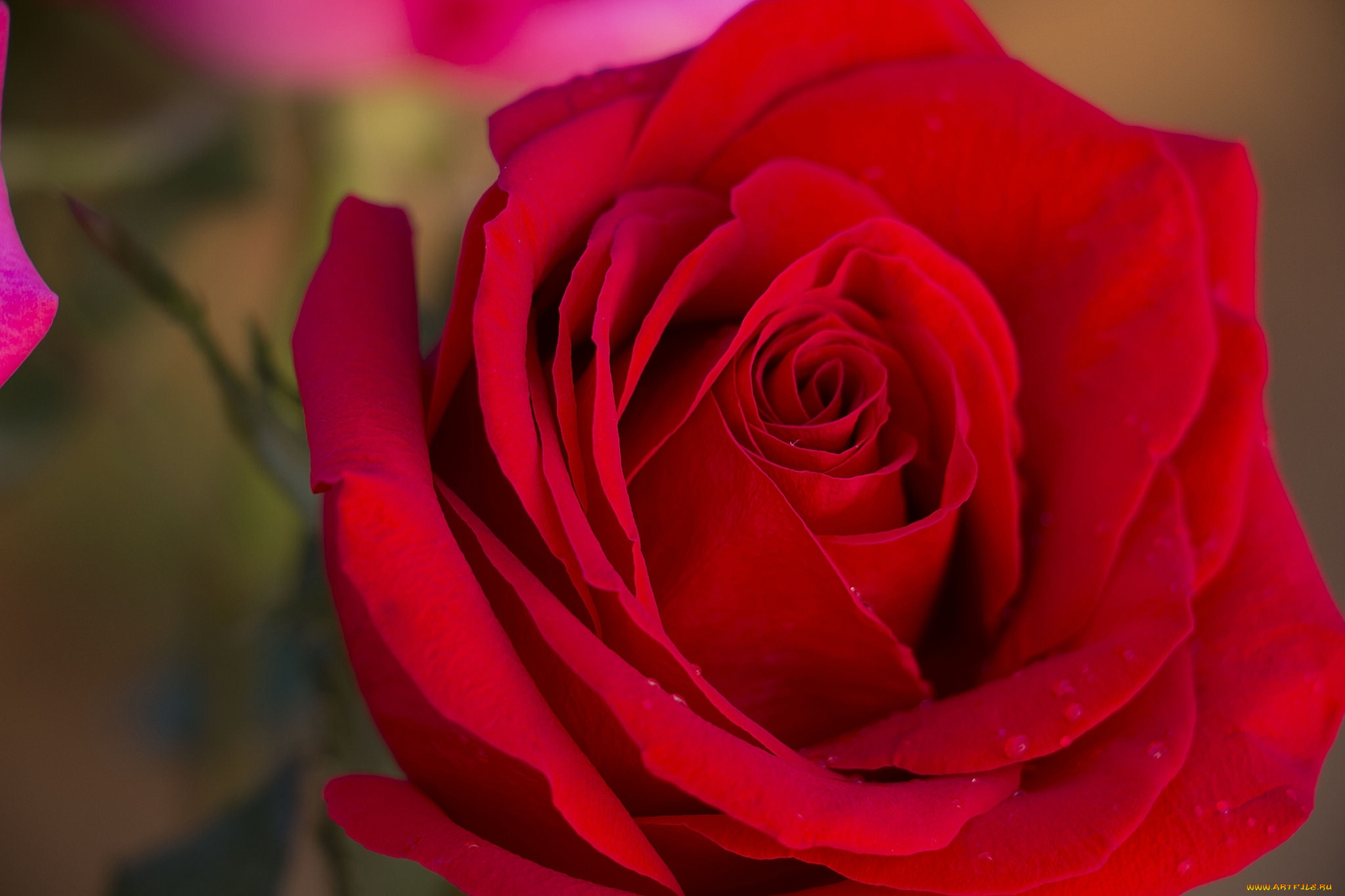 цветы, розы, роза