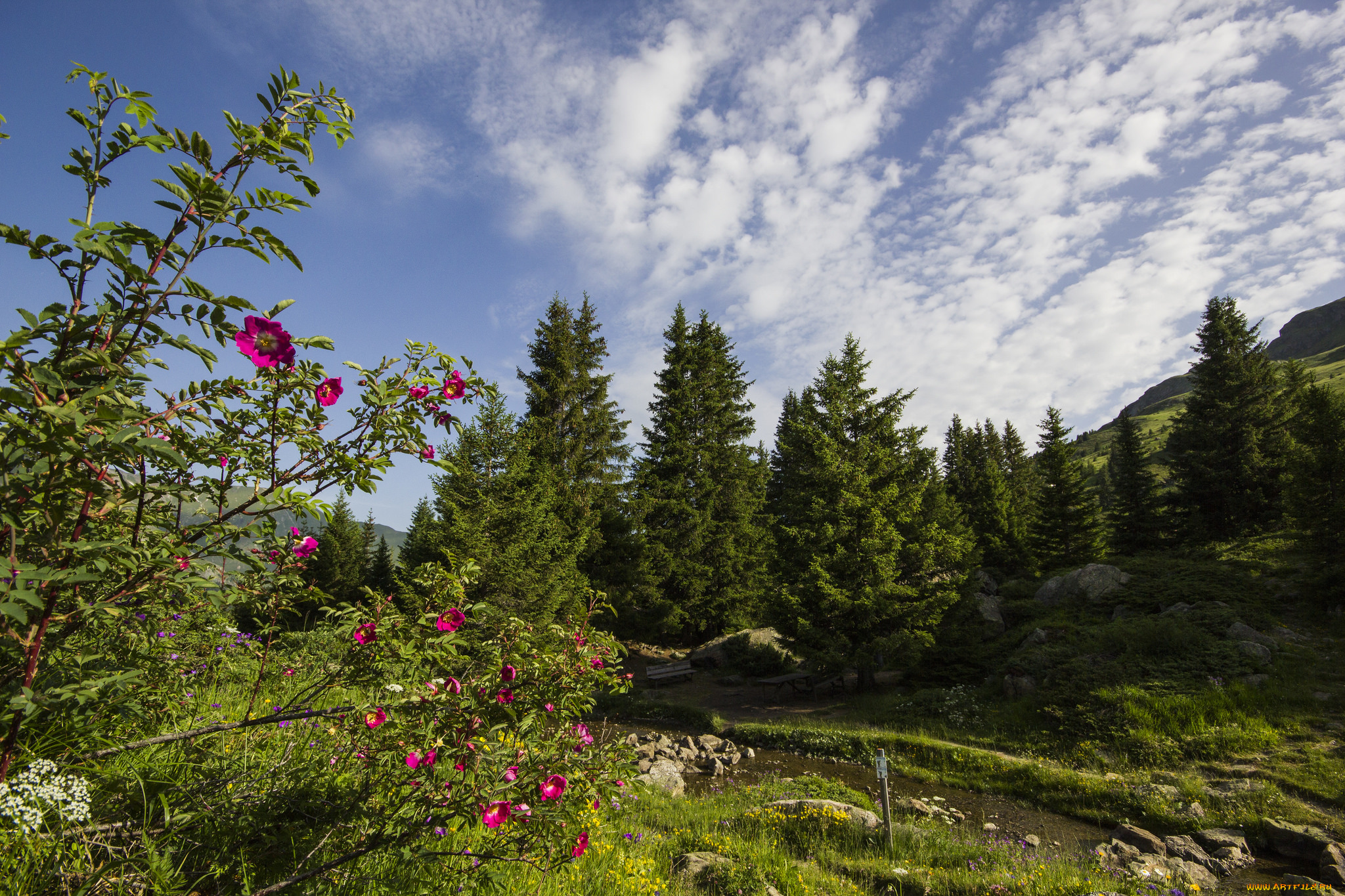 природа, реки, озера, река, лес