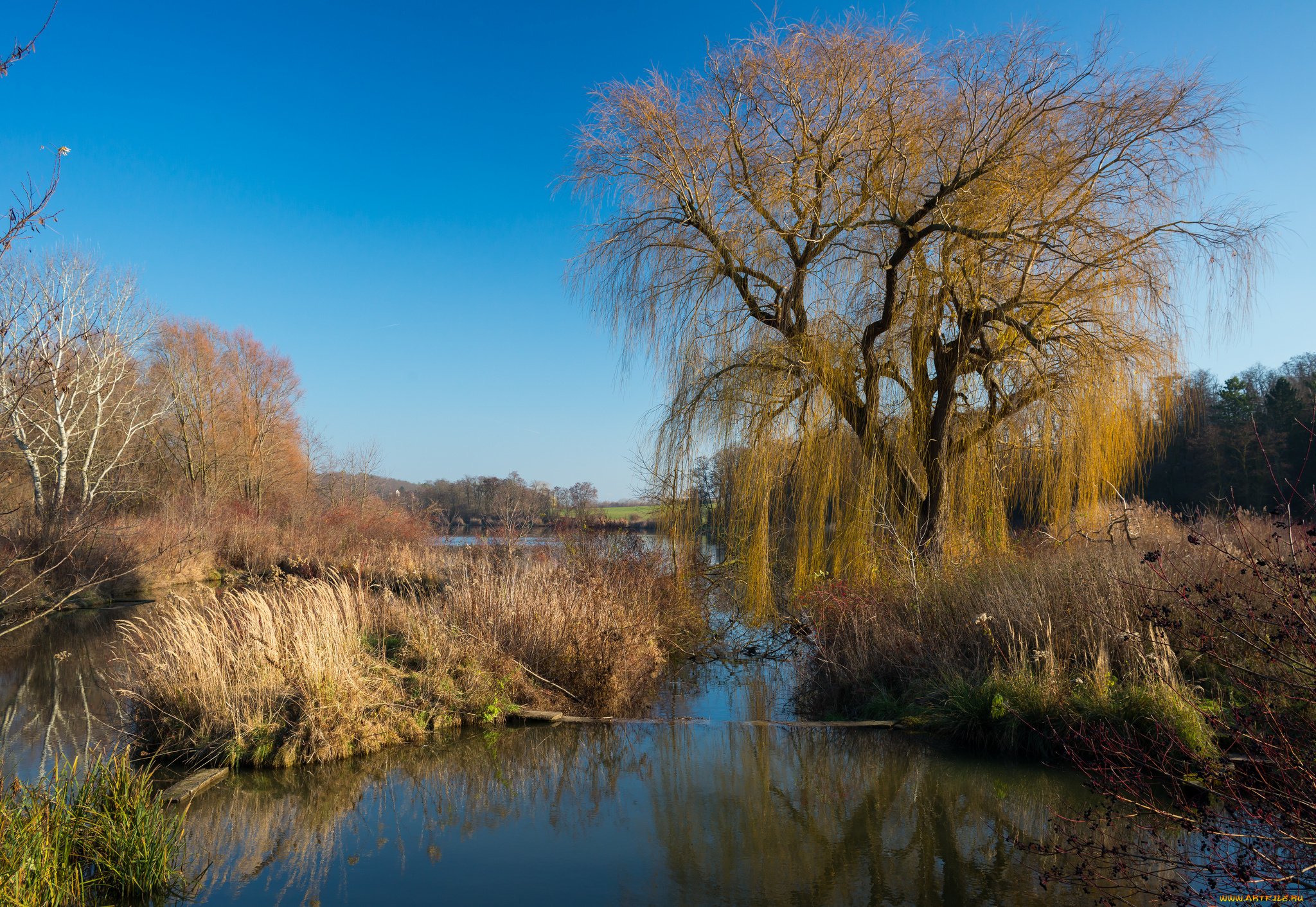 природа, реки, озера, река, лес