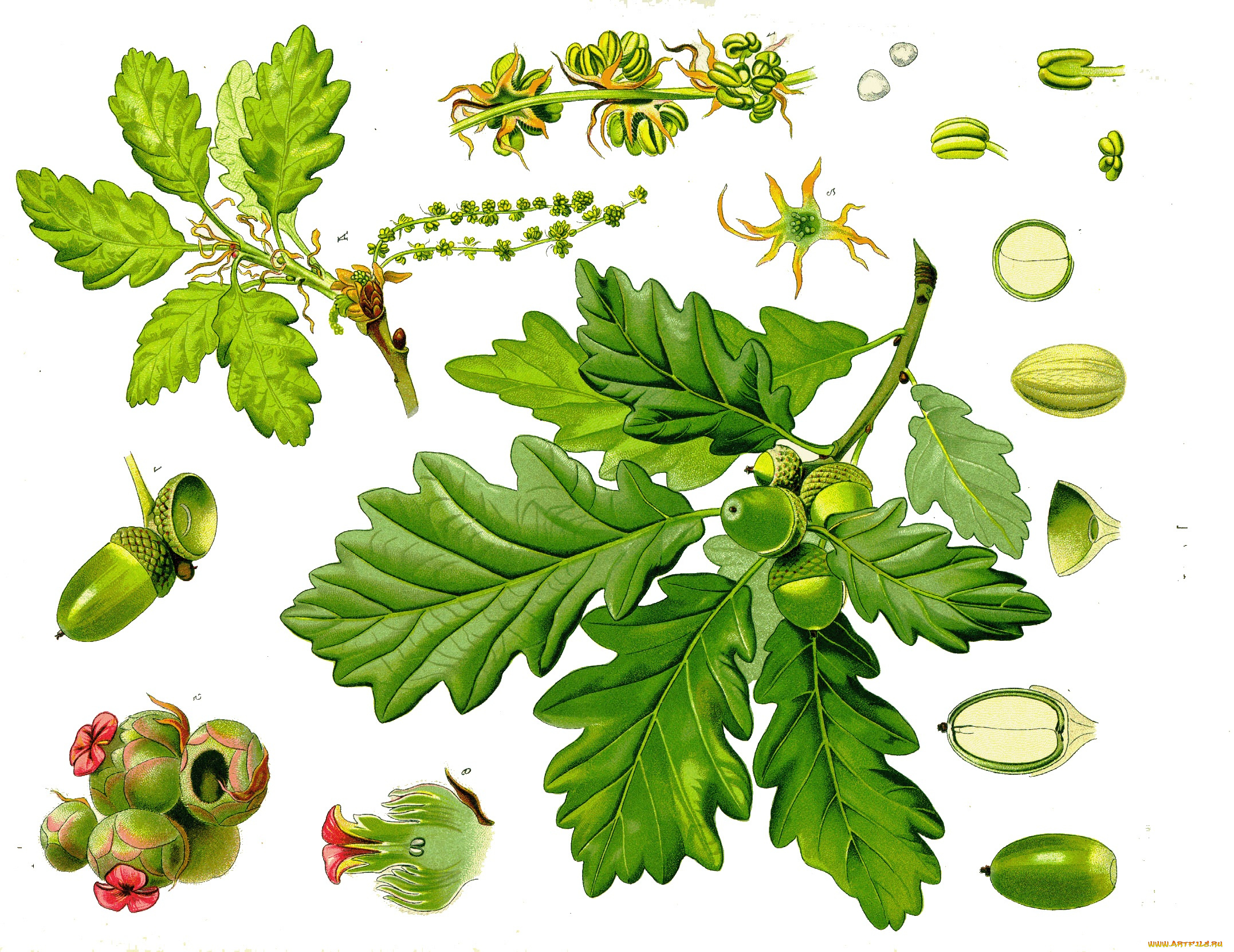 рисованное, природа, жёлуди, листья, дуб, рисунок