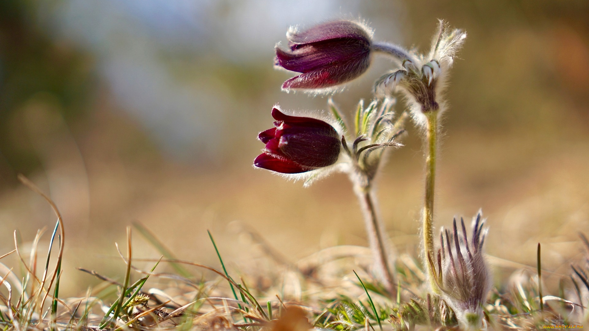 цветы, анемоны, , сон-трава, бутоны