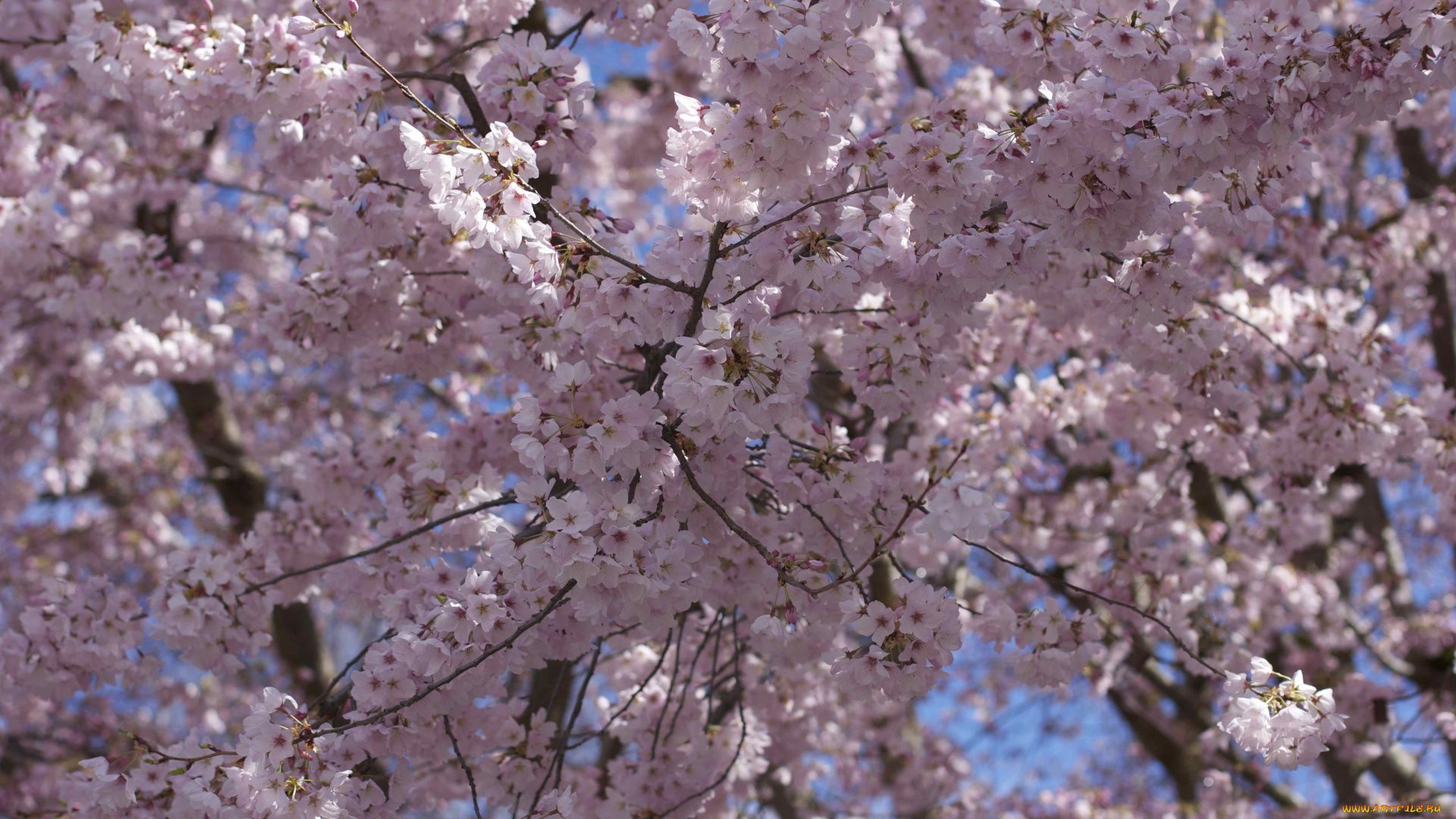 цветы, цветущие, деревья, , , кустарники, весна, деревья, вишня
