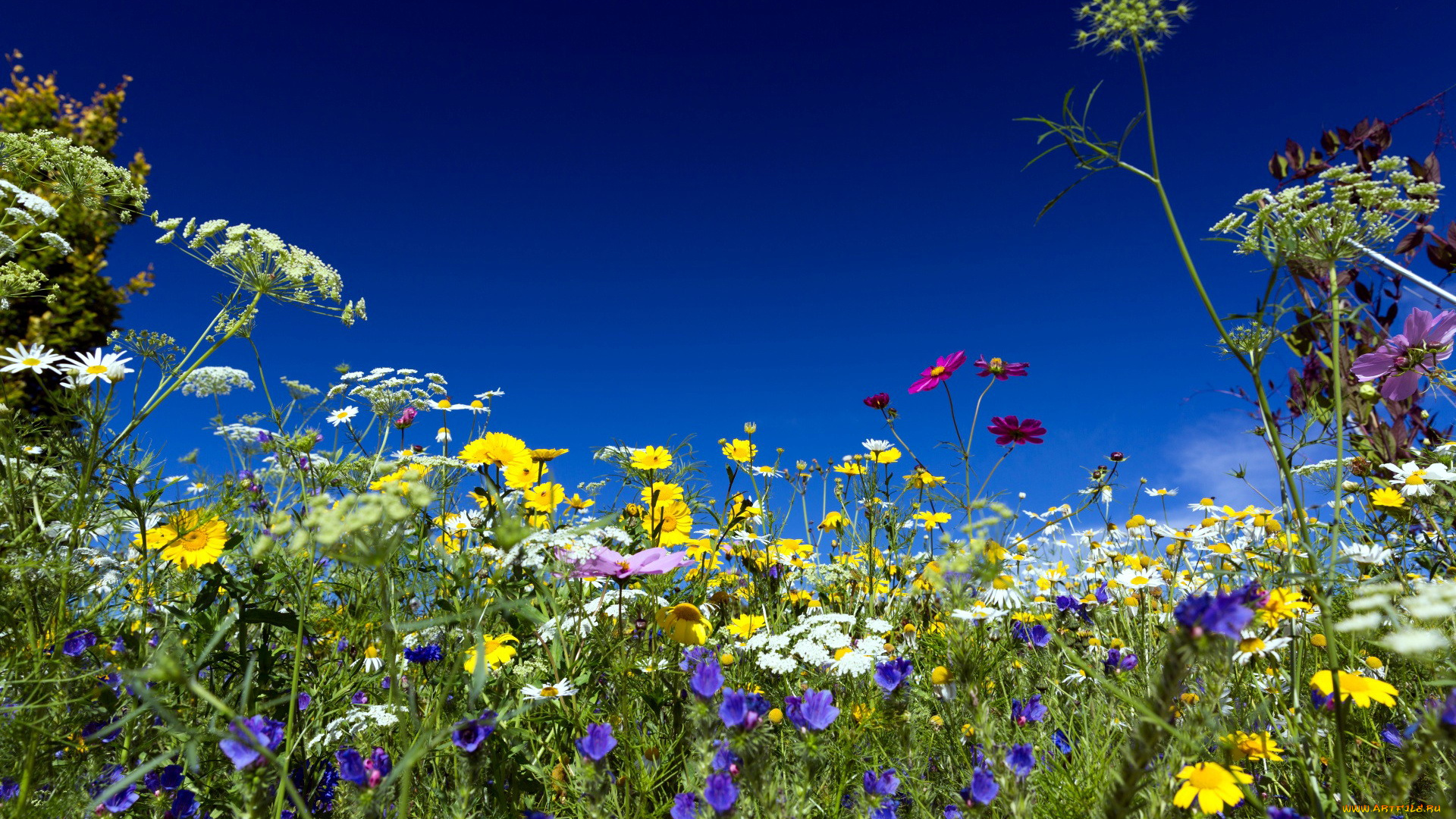 цветы, луговые, , полевые, , цветы, космея, колокольчики