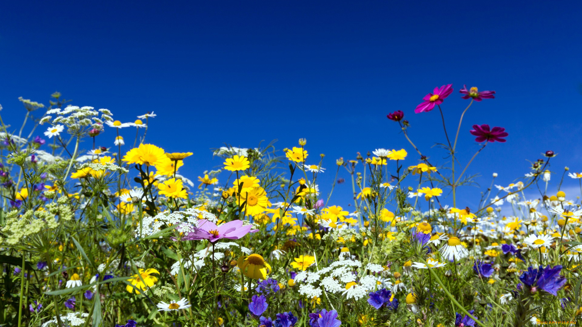 цветы, луговые, , полевые, , цветы, пижма, космея, ромашки