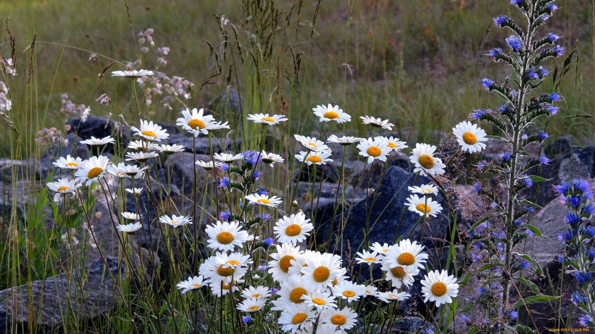цветы, луговые, , полевые, , цветы, ромашки