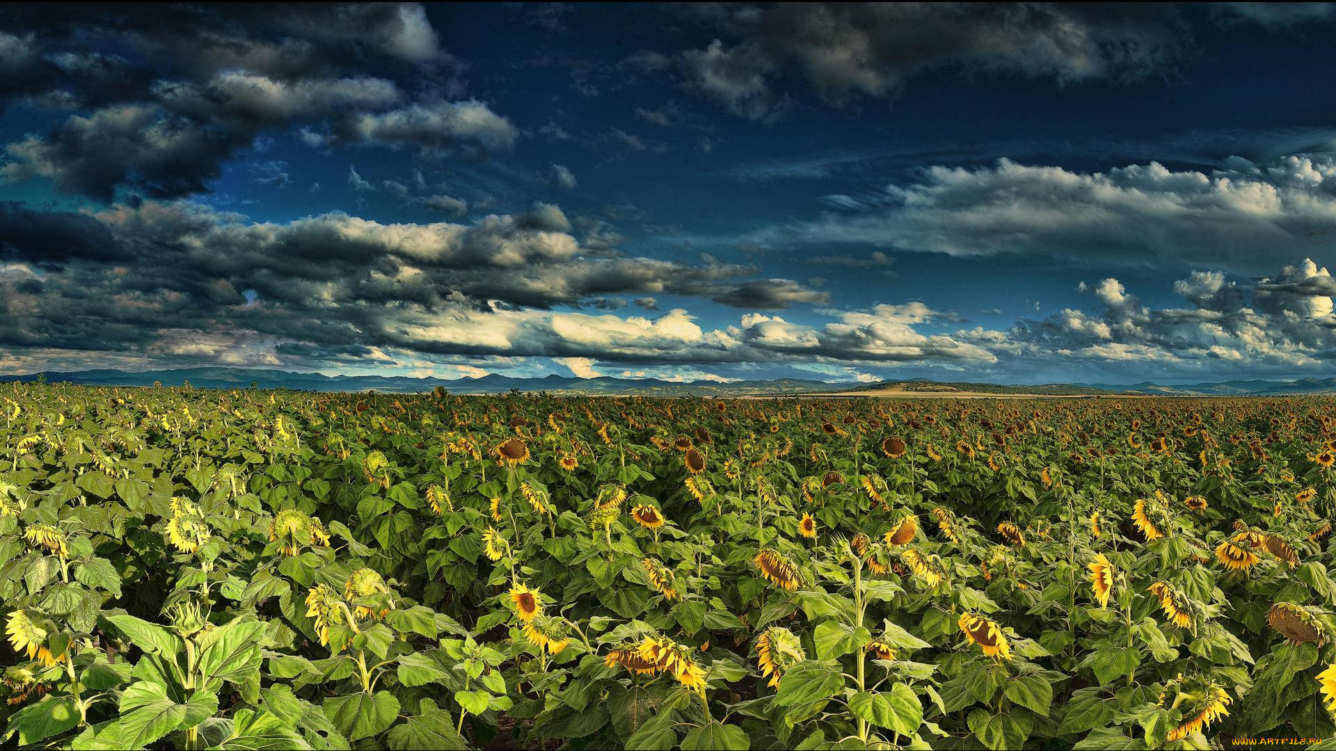 цветы, подсолнухи, пейзаж, облака, небо, поле