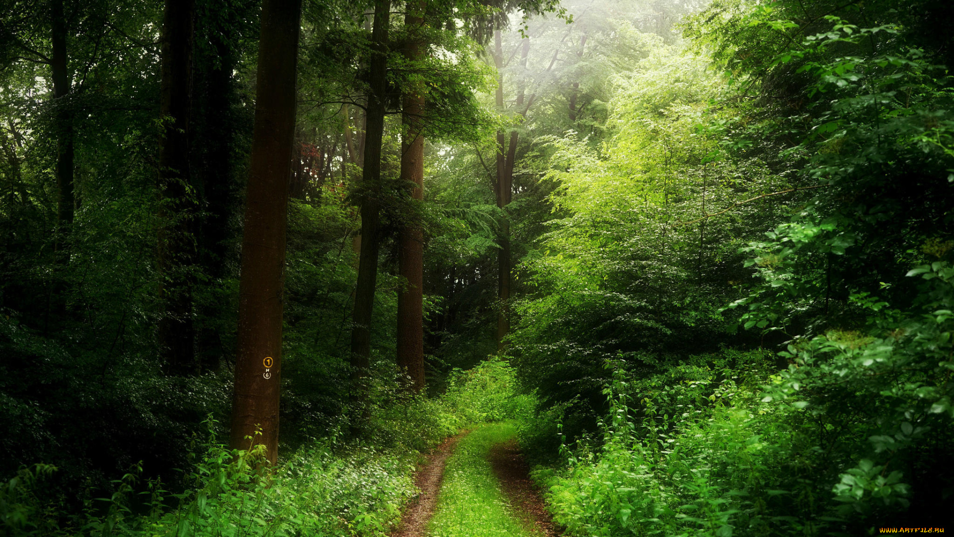 природа, дороги, деревья, лес, весна